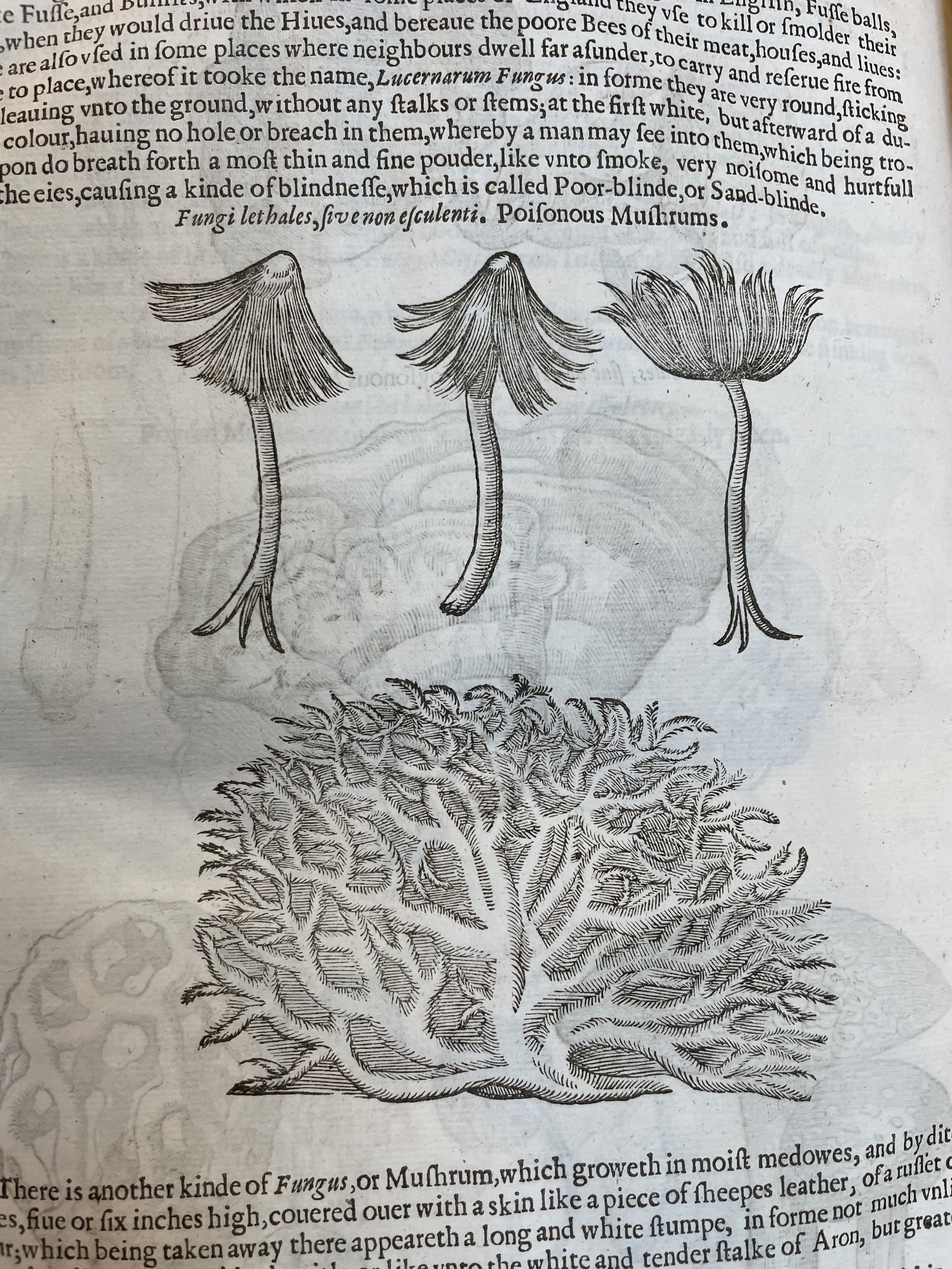 Gerard (1633)