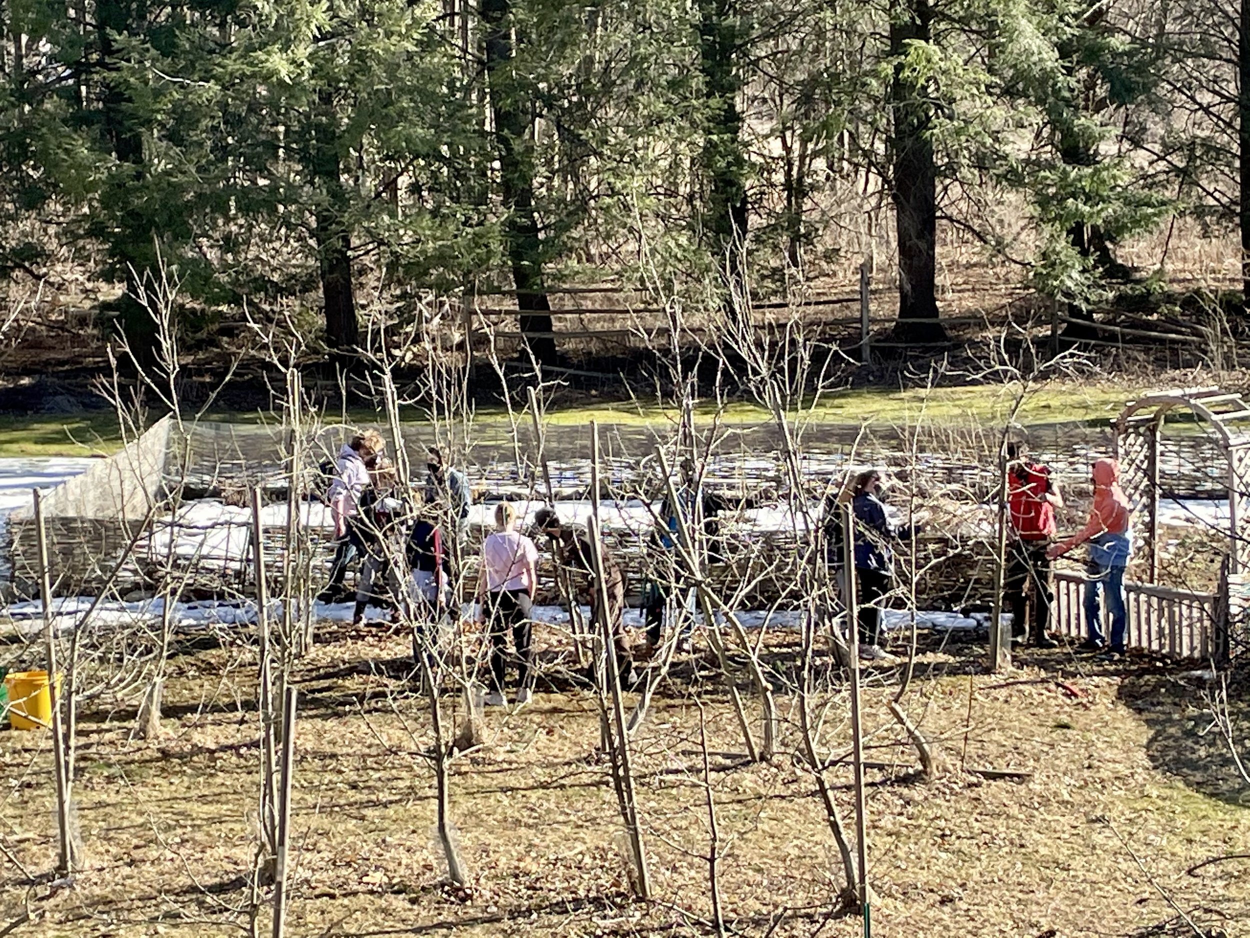 Students work in the Kinney Center’s orchard in early spring to learn the art of pruning and shaping fruit trees for health and growth. Many of the same techniques from Agricola and Lawson are employed today.