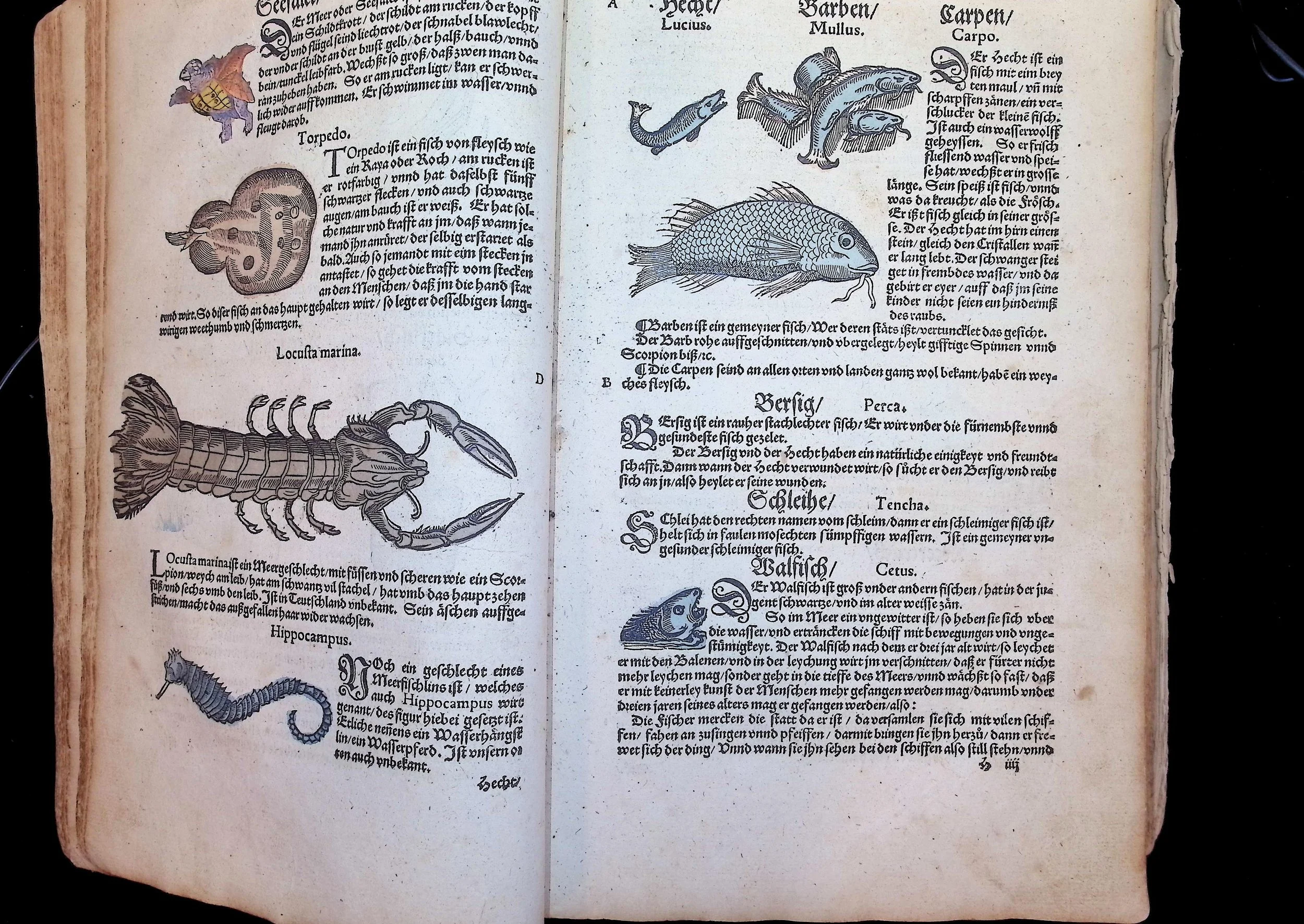 Adam Lonicer, Kreuterbuch (1564) The Kreuterbuch (which translates to herb book) includes detailed illustrations not only of plants but also of animals, reflecting the interconnectedness of flora and fauna in early modern natural history. Held i