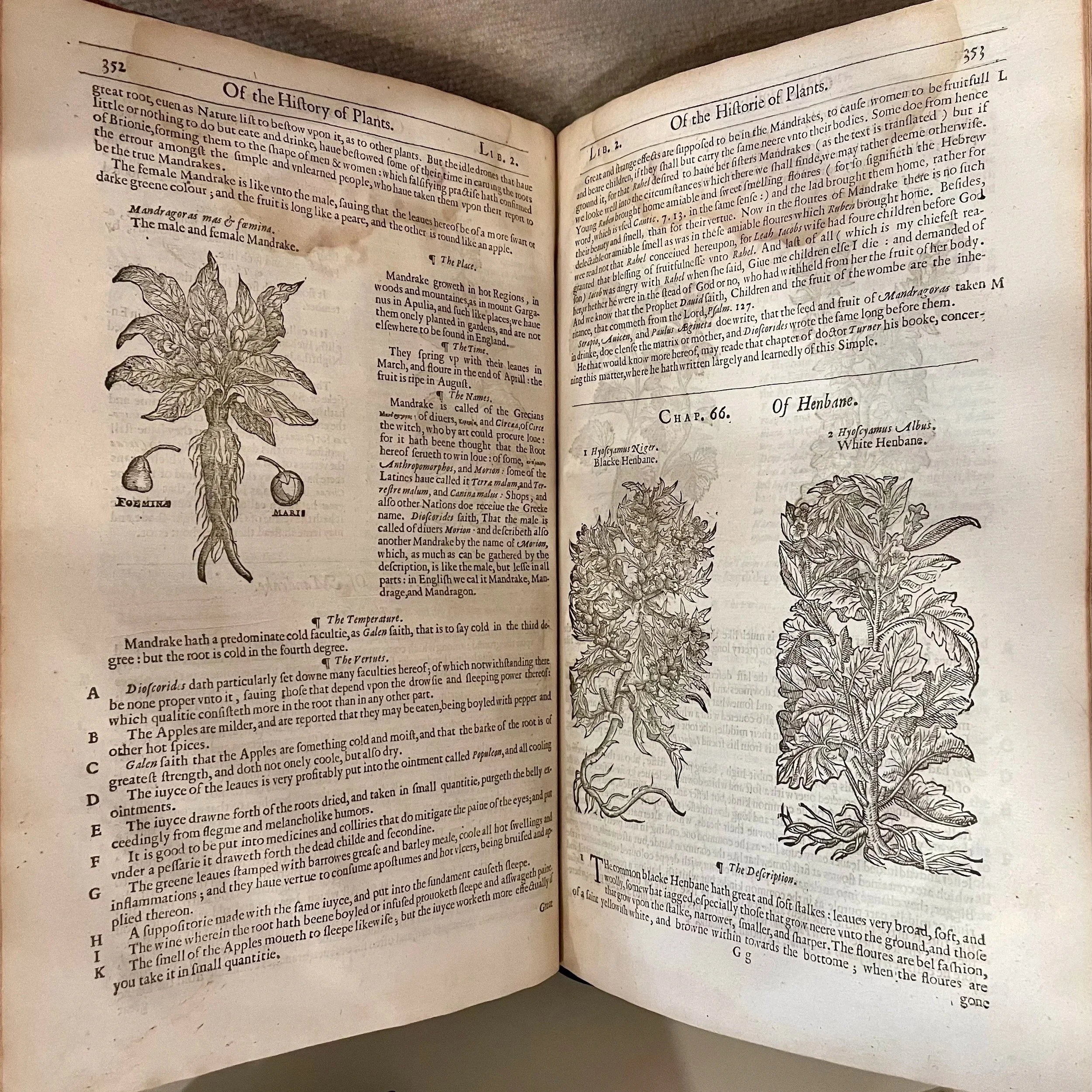  John Gerard,  The Herball or General History of Plants  (1633) The woodcut images of plants in Gerard’s Herbal also contain depictions of the root system. But in this example of the mandrake, notice the emphasis on the root over the leaves in compar