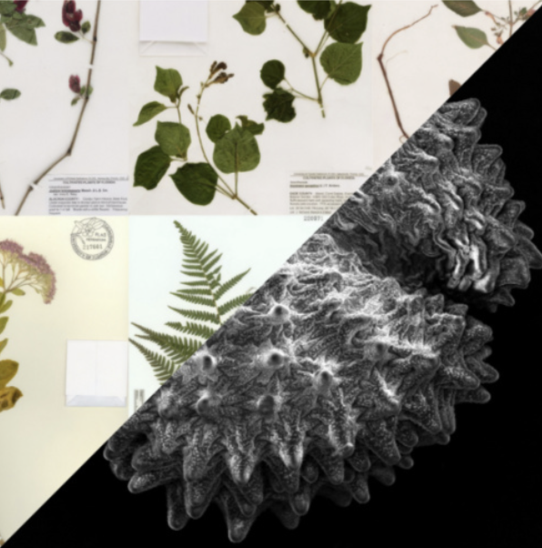 Sharing News | Seeds of Time