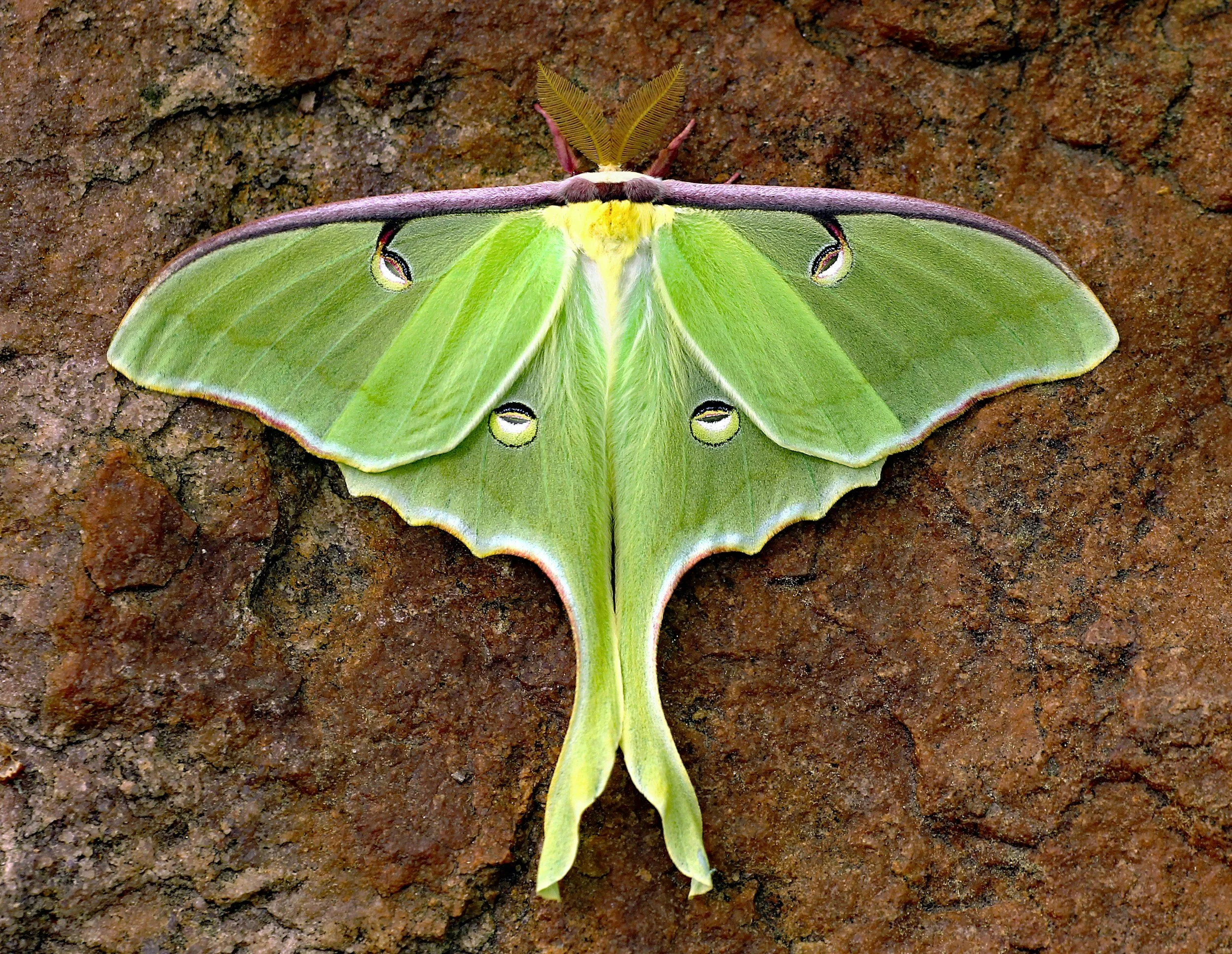 Sharing News | Moth Night