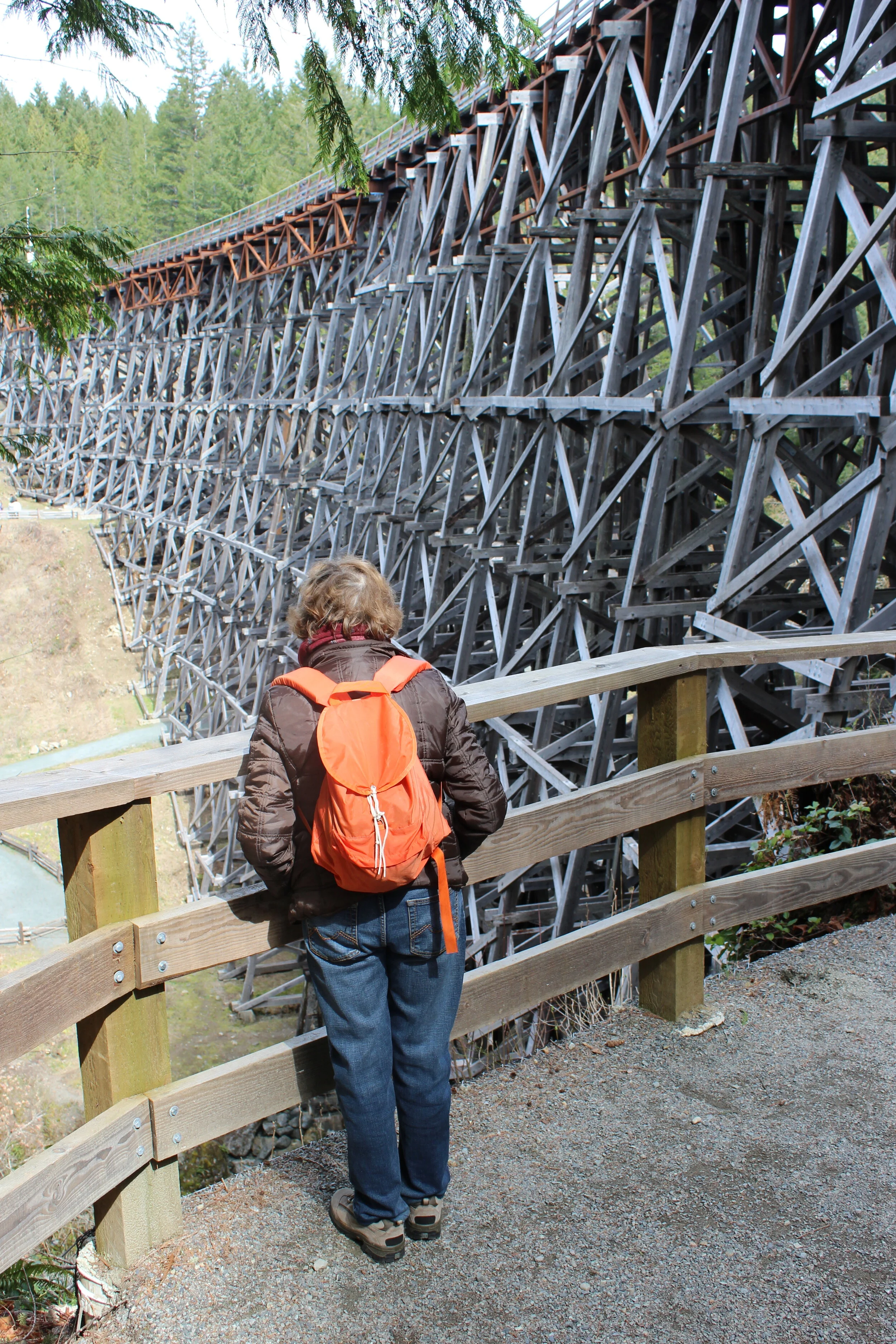 100,000 people tour the Kinsol Trestle each year. This visitor is studying the maze of timbers and cross-timbers from the south end viewpoint.