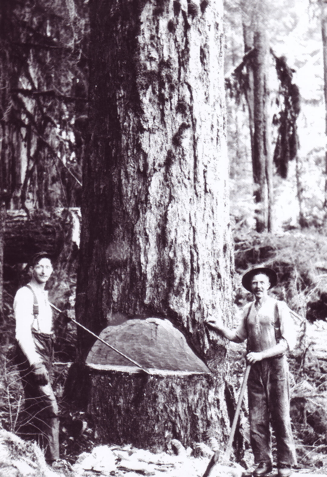 As our pioneer historian describes so well, THIS is the way they cleared the land in the Cowichan Valley, with hand tools and muscles. Something to think about as we drive by the acres and acres of green fields in Cobble Hill, Westholme, etc.