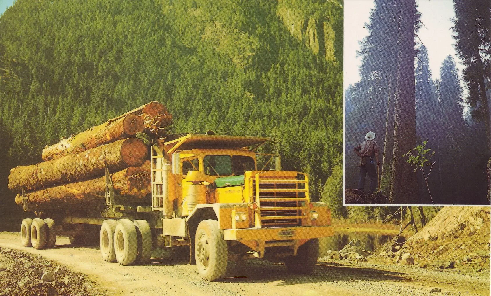 This postcard shows a Hayes logging truck at work in the days of giant, first growth trees.