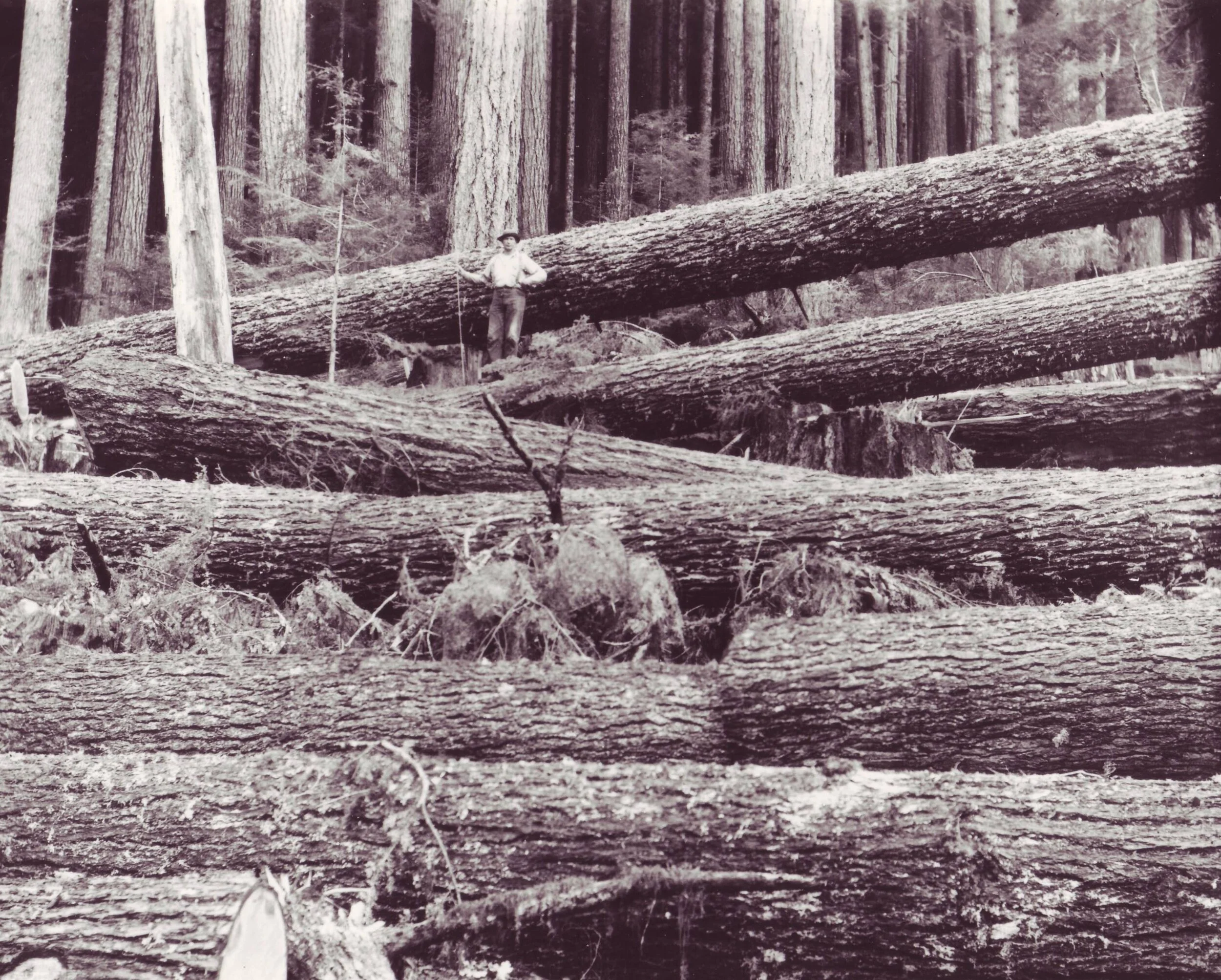 At a time when the forestry was British Columbia's largest industry, Member of Parliament C.H. Dickie publicly declared that high-lead logging was unnecessarily destructive and wouldn't be tolerated in European countries. --B.C. Government photo