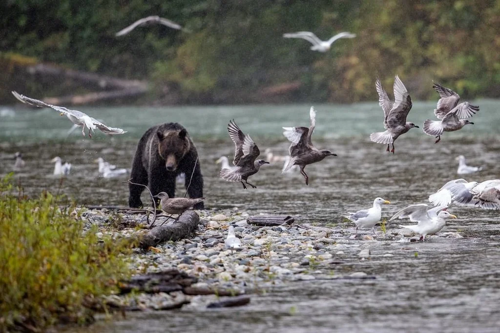 Nanaimo was the end of the trail for Klondike Killer