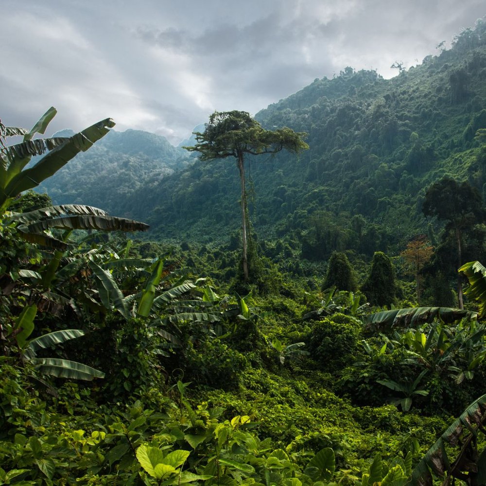 Green Jungles of Panama_Waluaa Surf and Yoga Retreat.jpg