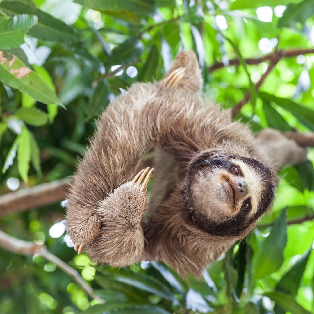 Sloth in Panama Jungle_Waluaa Surf and Yoga Retreat.jpg