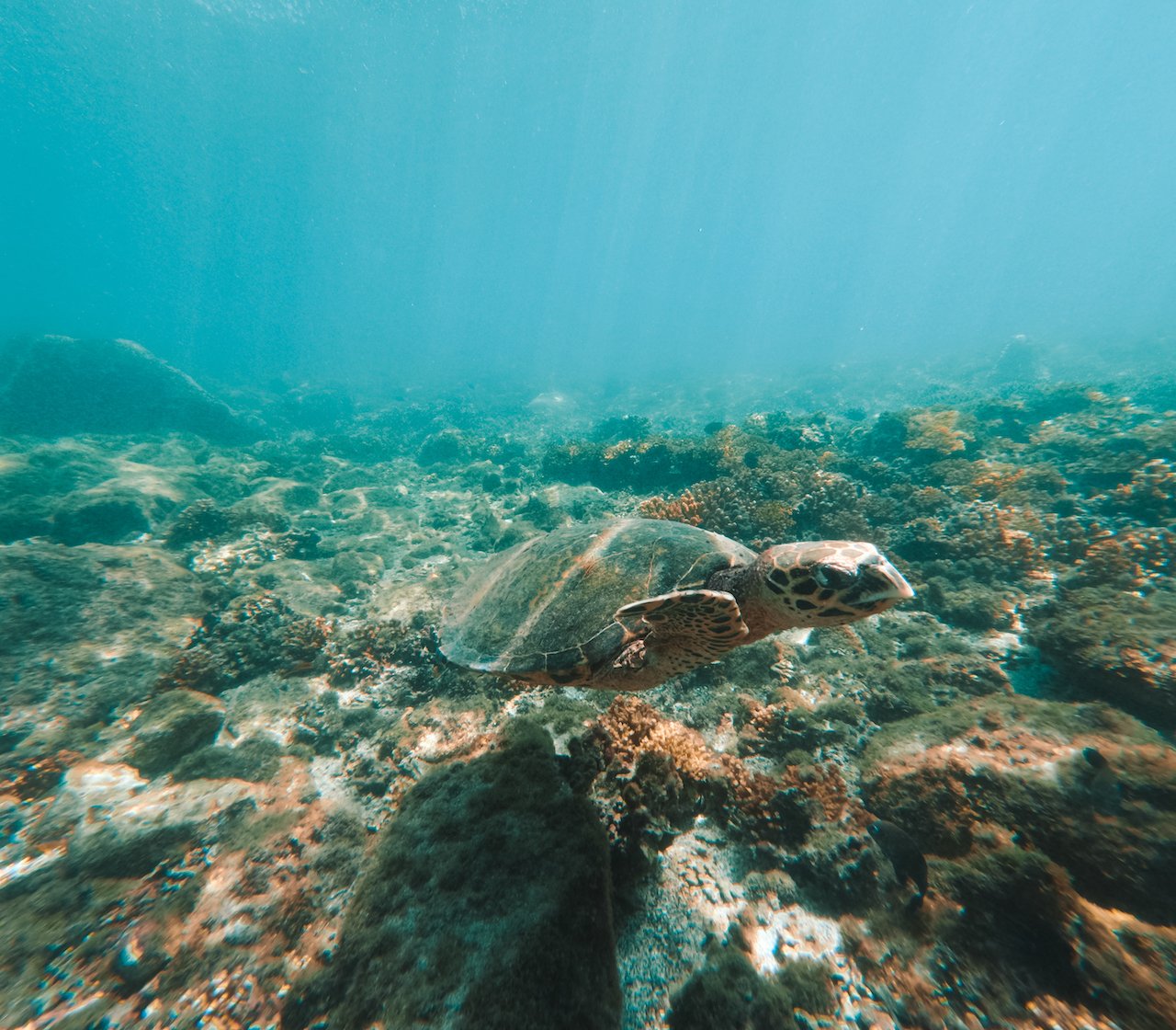 Turtle Swimming Coiba Island Santa Catalina Panama.jpg