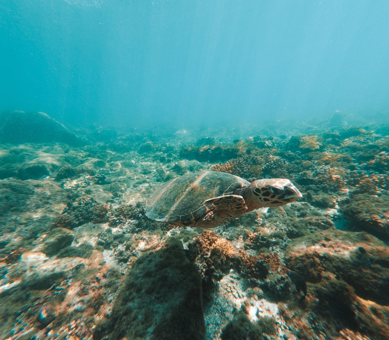 Our Favorite Things to Do in Santa Catalina, Panama 10 Turtle+Swimming+Coiba+Island+Santa+Catalina+Panama