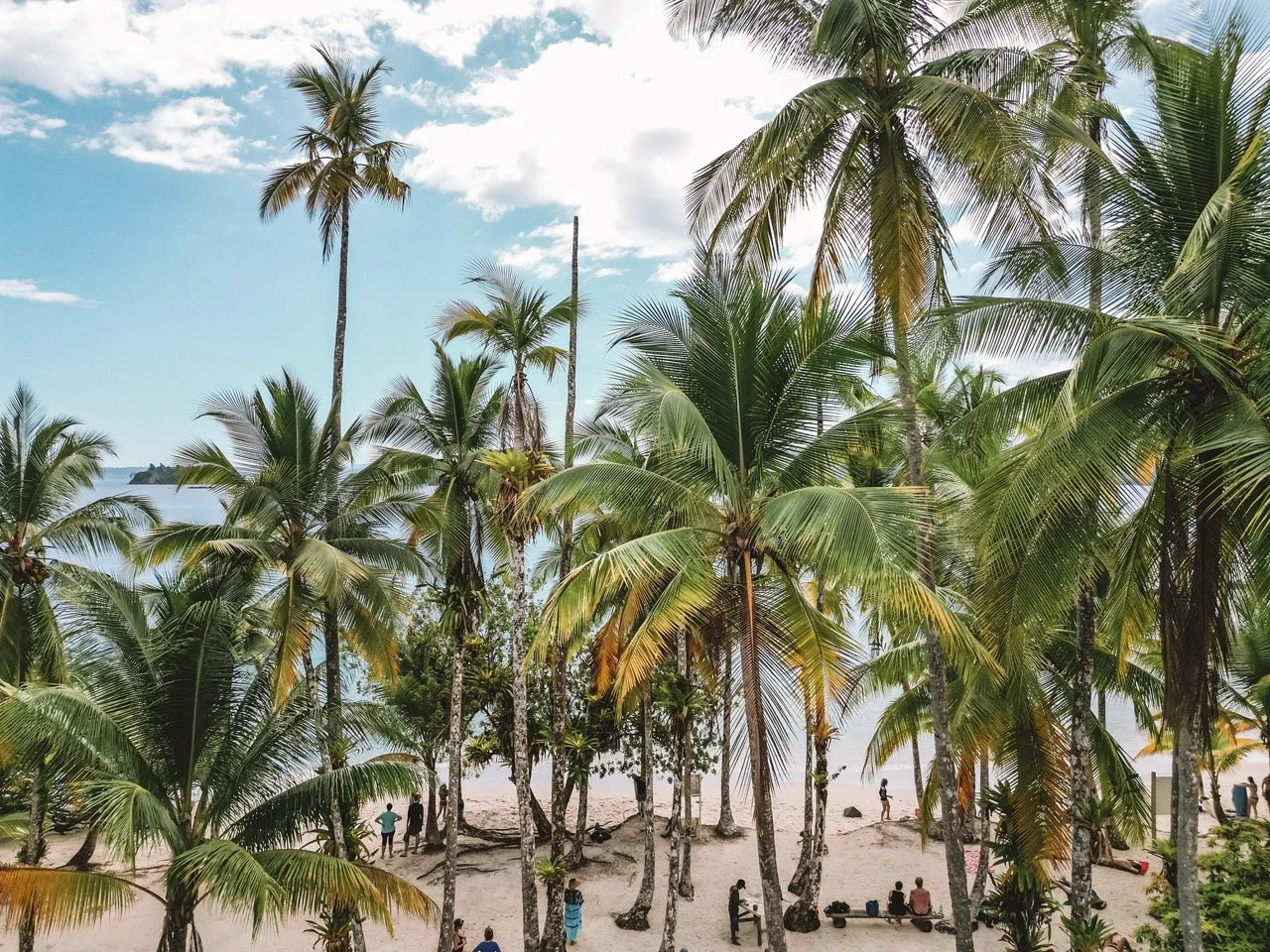 Coiba Island 101: Everything You Need to Know About Exploring Our Favorite Island Paradise 2 Coiba island palm tropical