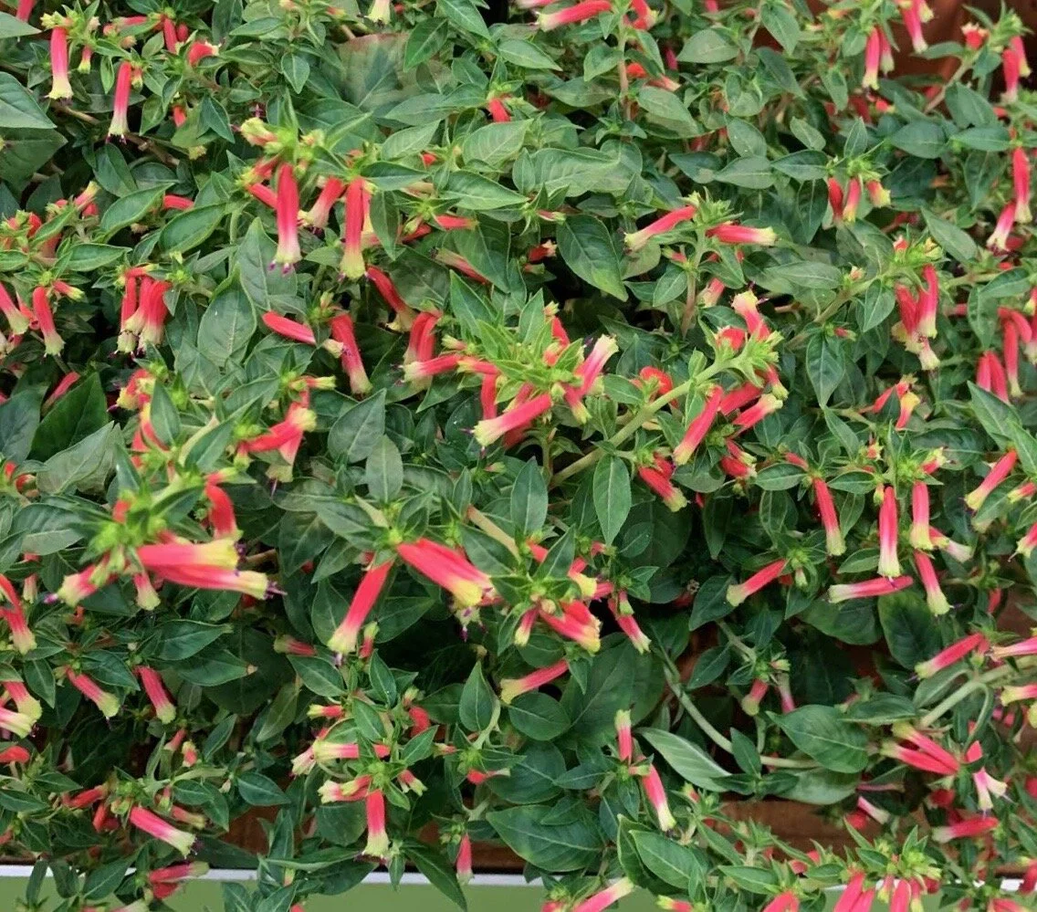 Cuphea Honeybells #38