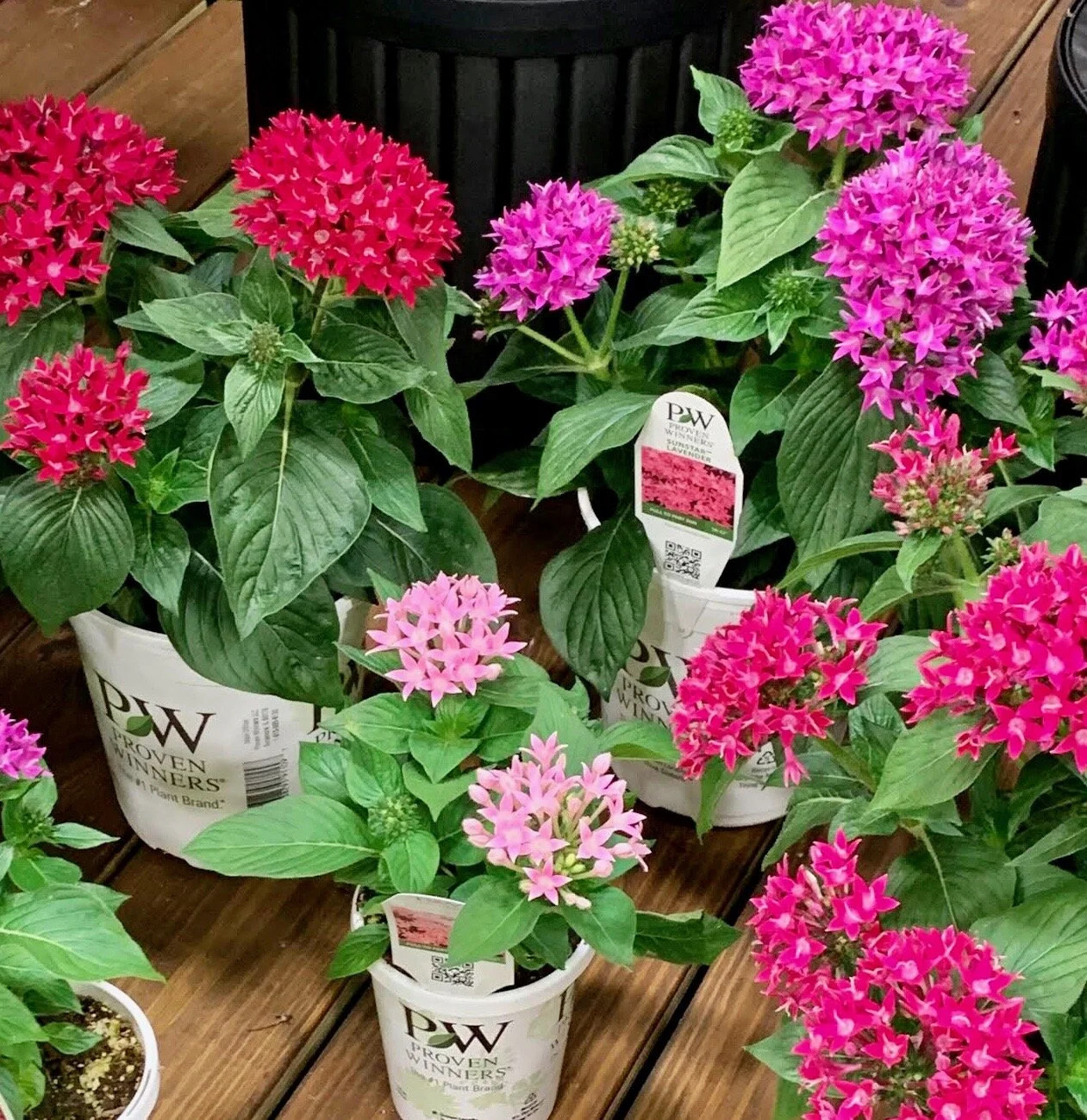 Penta Sunstar PW List A