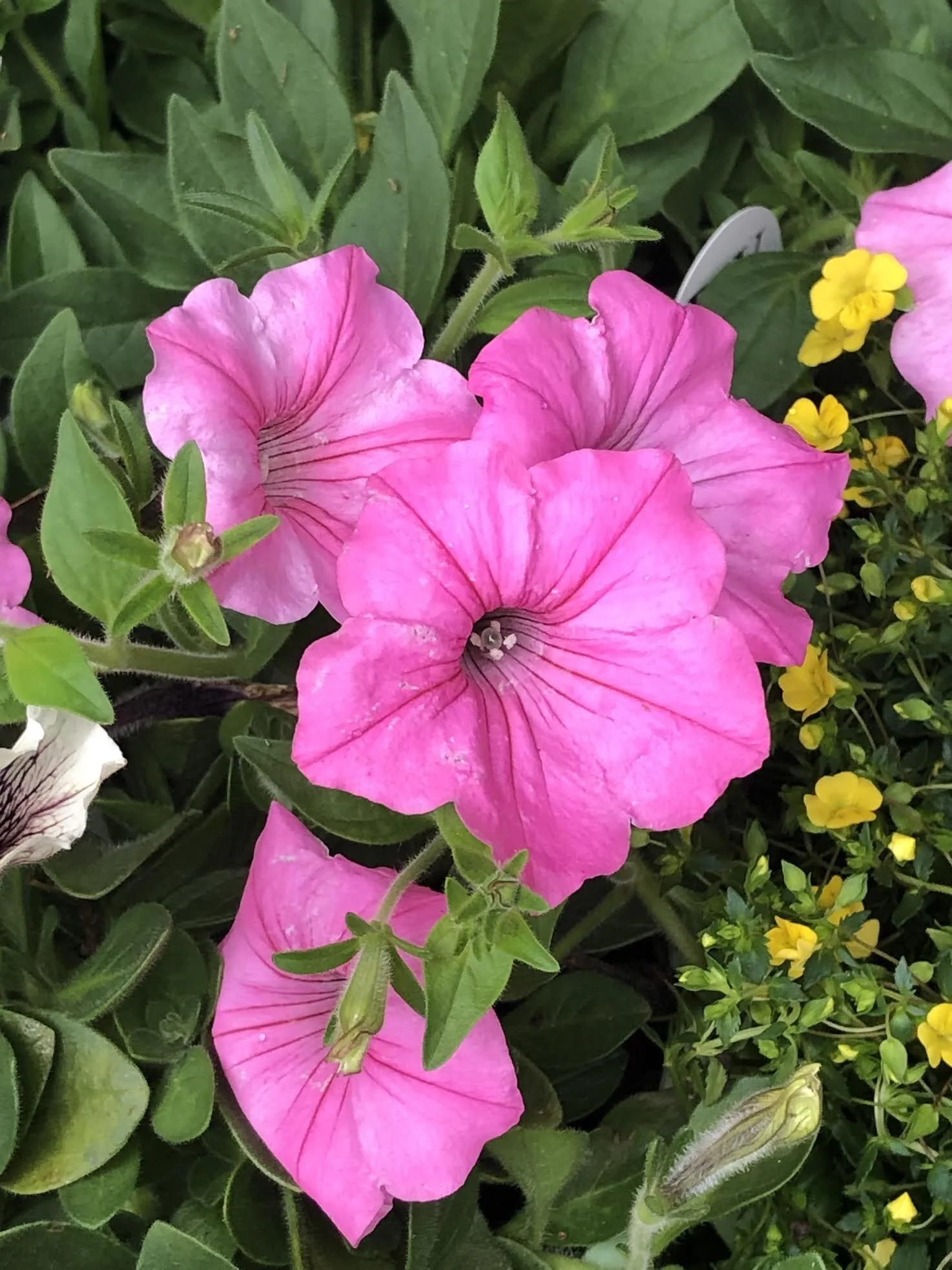Supertunia Bubblegum Proven Winners