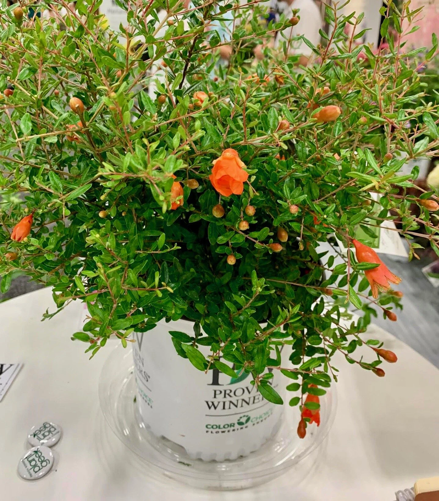 Pomegranate #102 List B