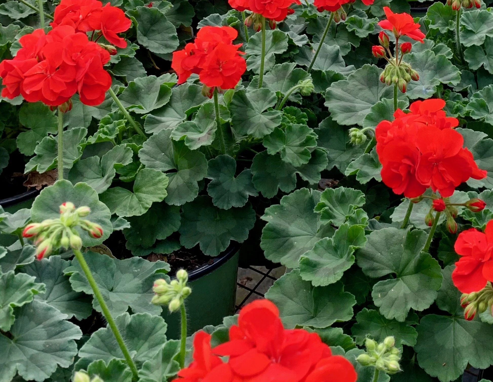 Geranium, Zonal 1 Gallon