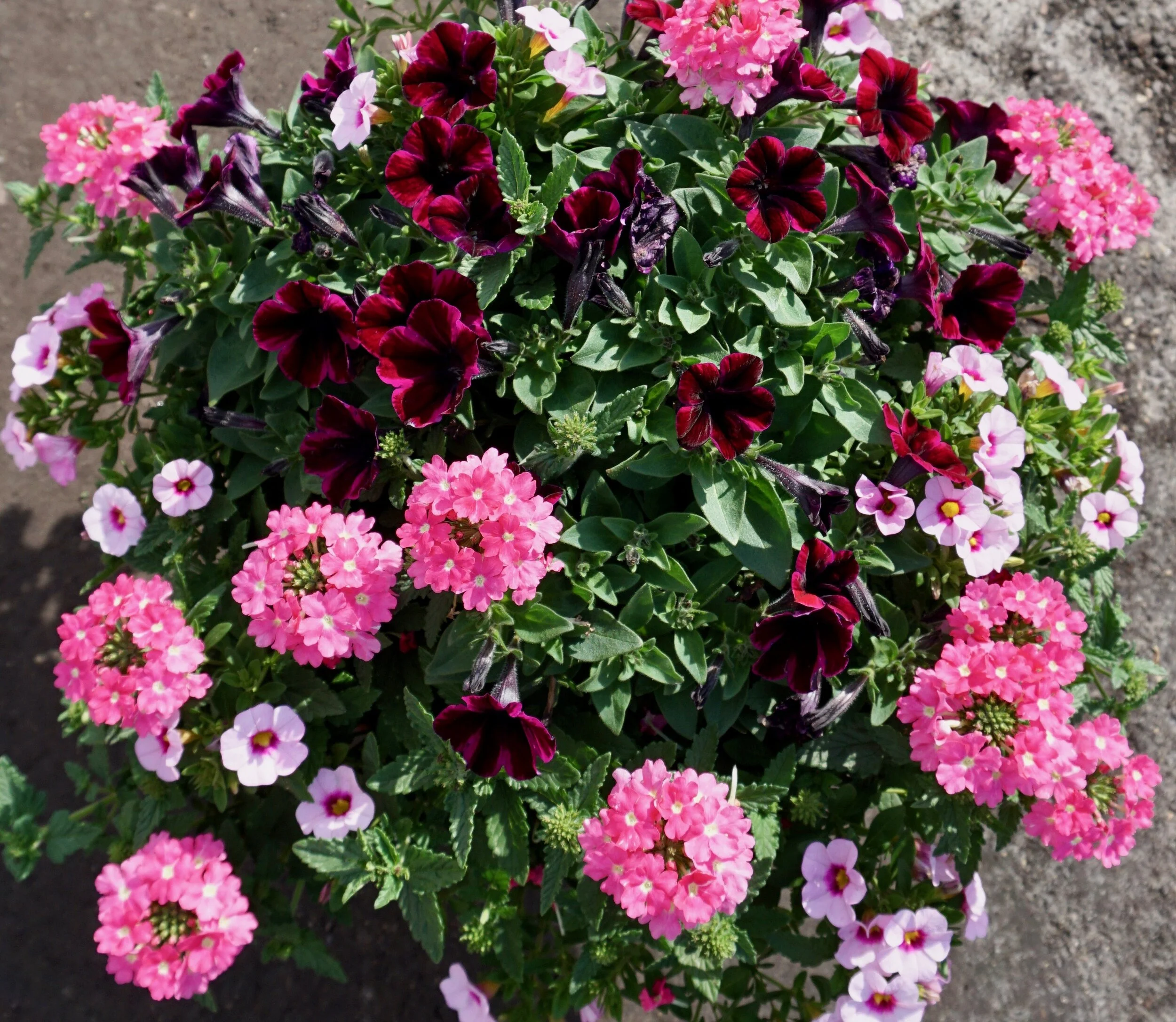 Confetti Garden Mix