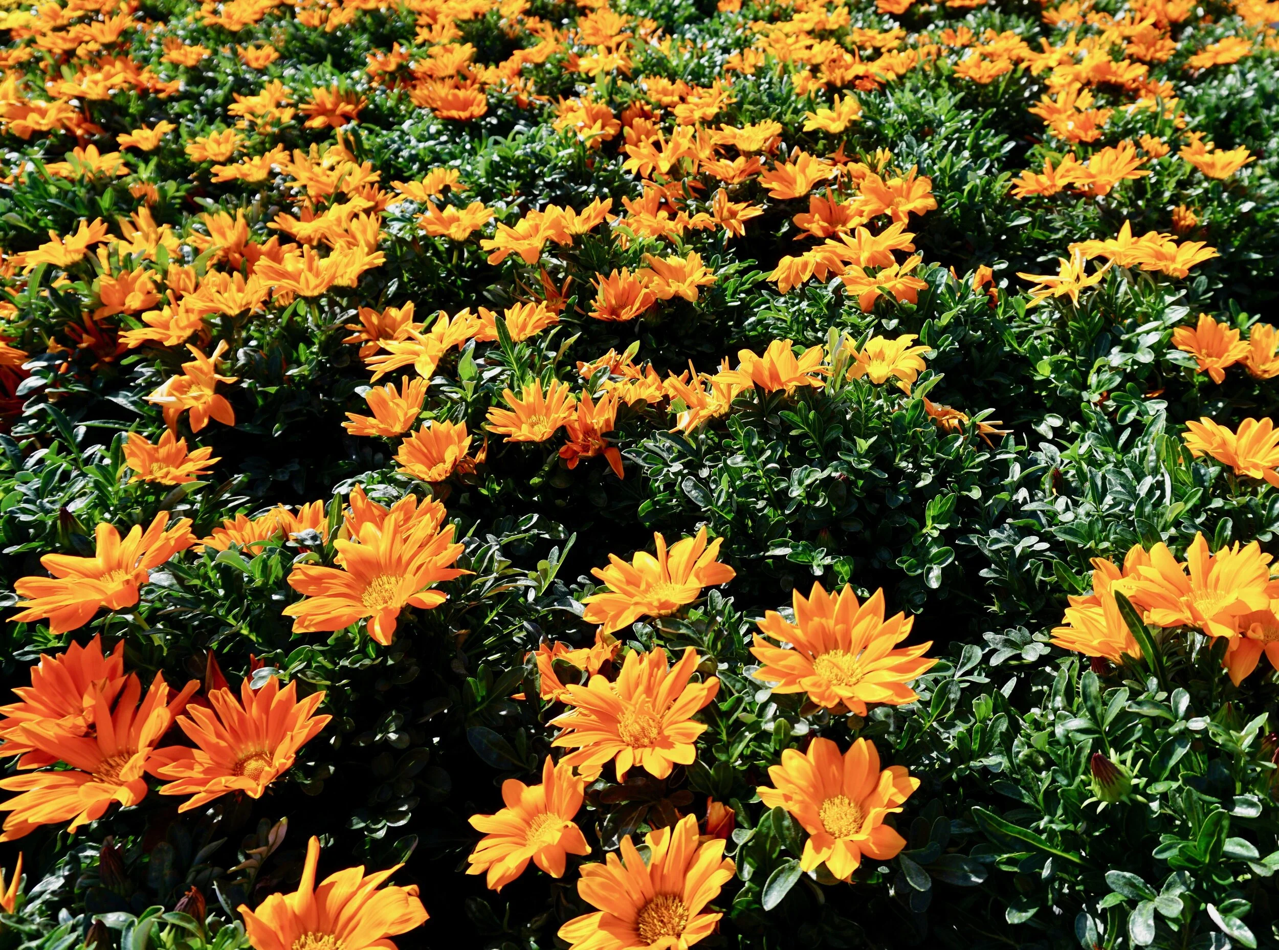 Gazania 1 gallon