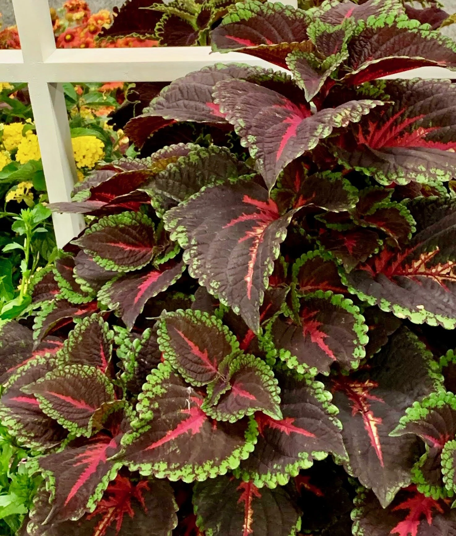 Coleus List A