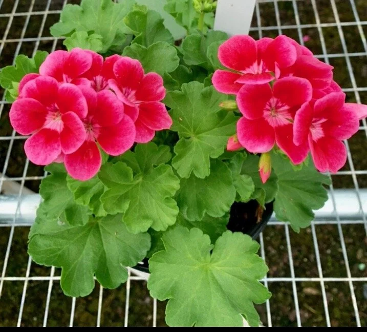 Geranium