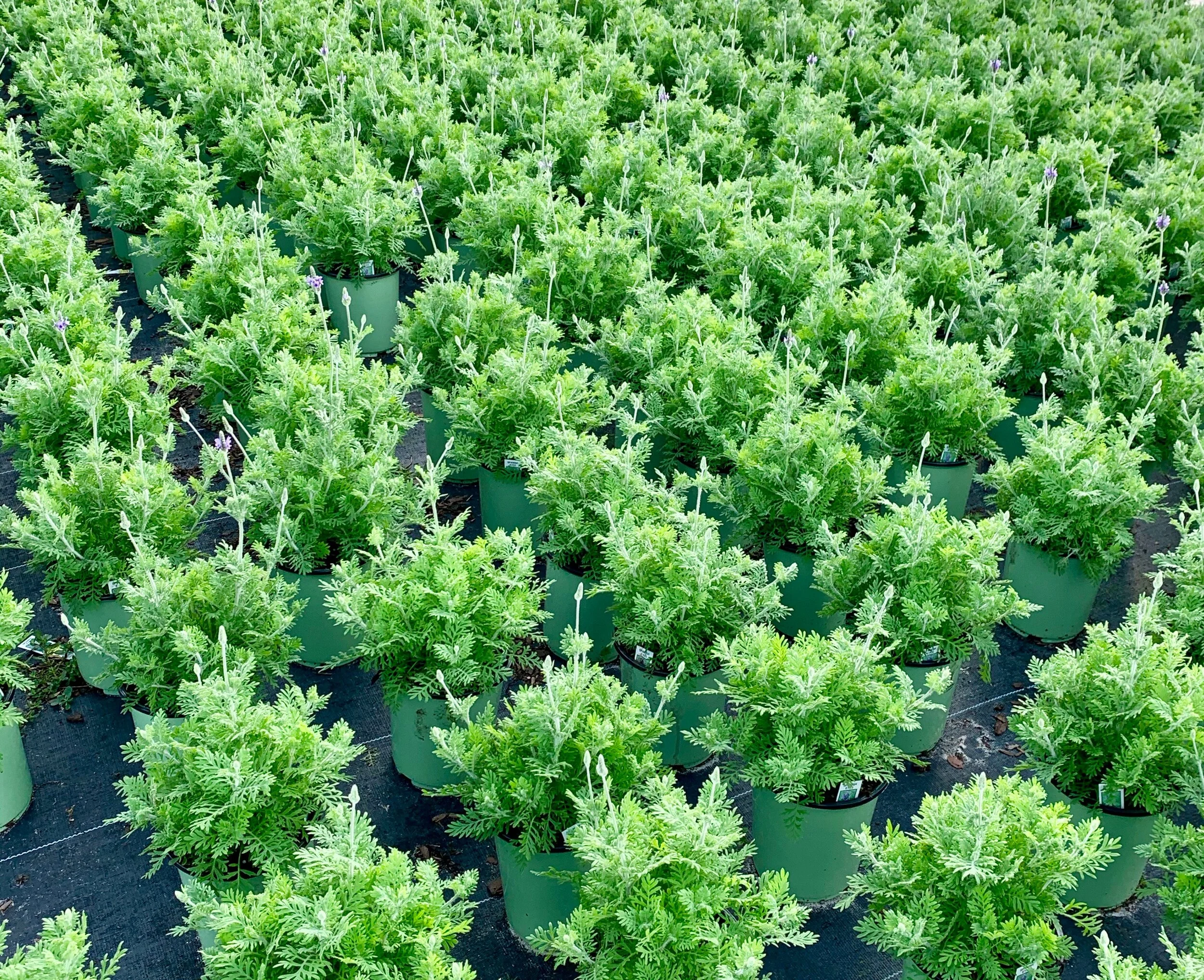 Lavender Spanish Eyes