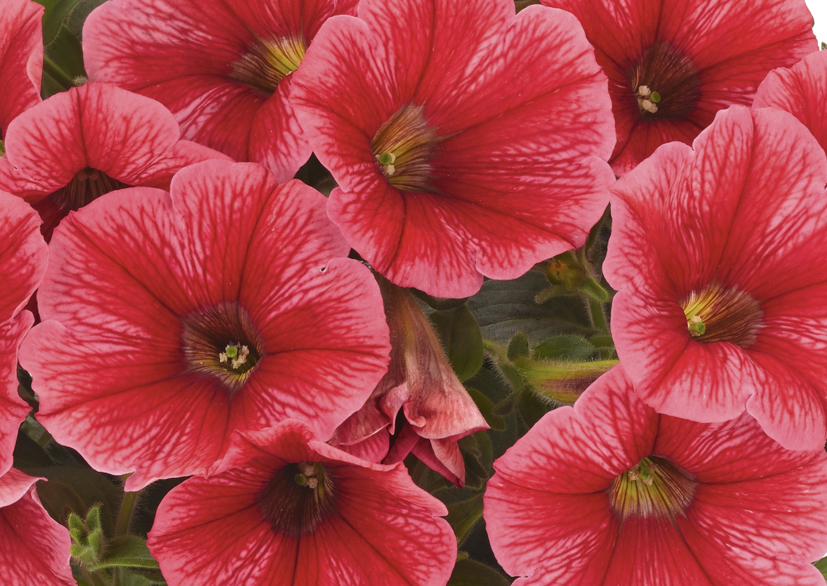 Petunia Sweetunia