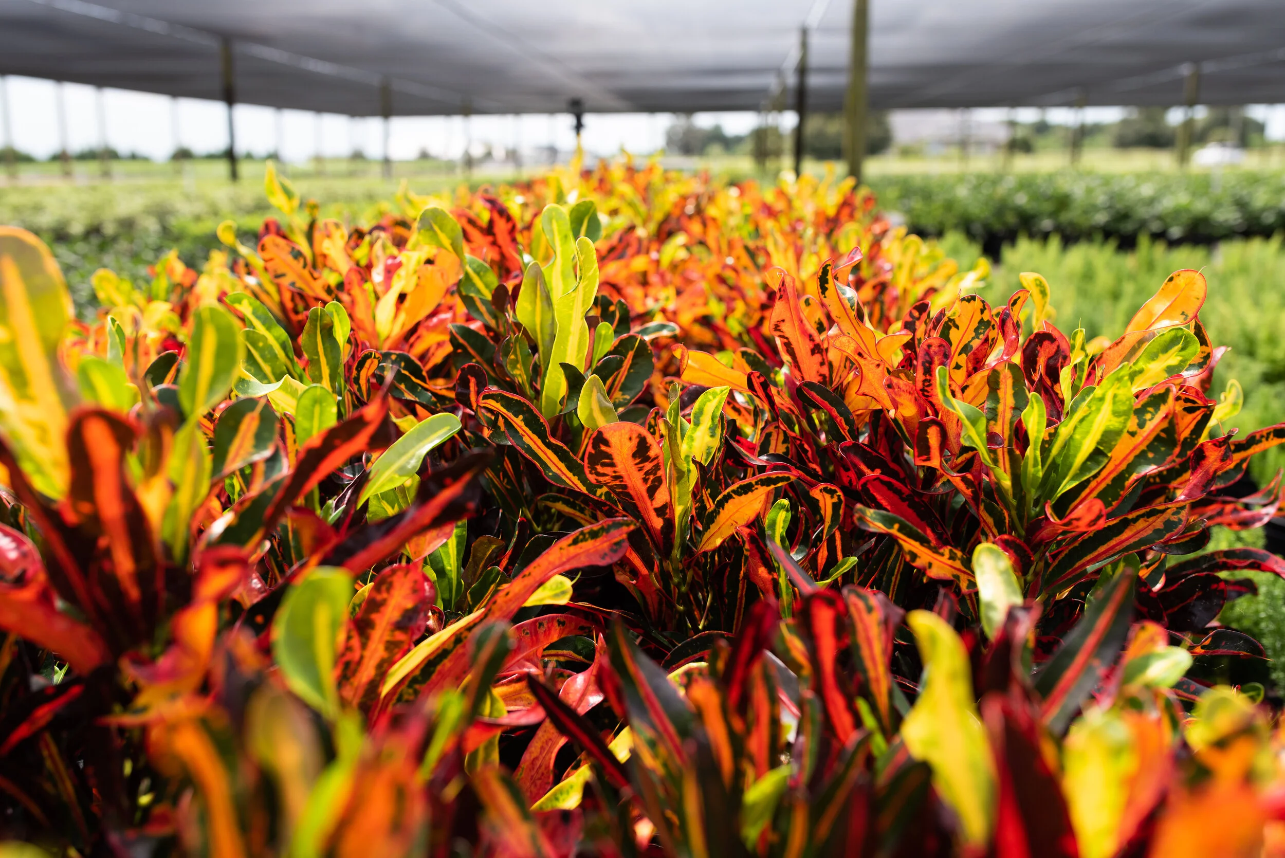Flora Express Nursery