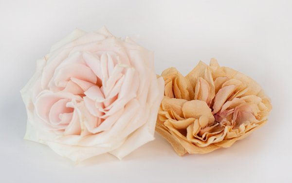 Dried Flowers Resin Real Natural Dry Flower Mixed Lot Pink Cream