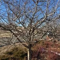 Pre Prune Hawthorne.jpg