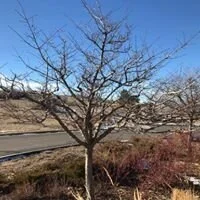 Post Pruning Hawthorne.jpg