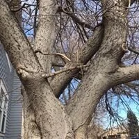 Multiple branches creating a beautiful woven pattern, that may also prove deadly as they expand against each other. Competing/crossing branches at any level of the canopy create weak joinery and are easily snow loaded and prone to failure.