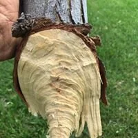 Snowloading often occurs in Colorado during out late spring snows, and this is the result. A silver maple succumbed to breakage beyond the branch union, which will allow decay to set in the trunk of the tree.