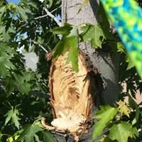 Excellent example of branch attachment, and what can occur when deciduous trees are not structurally maintained.
