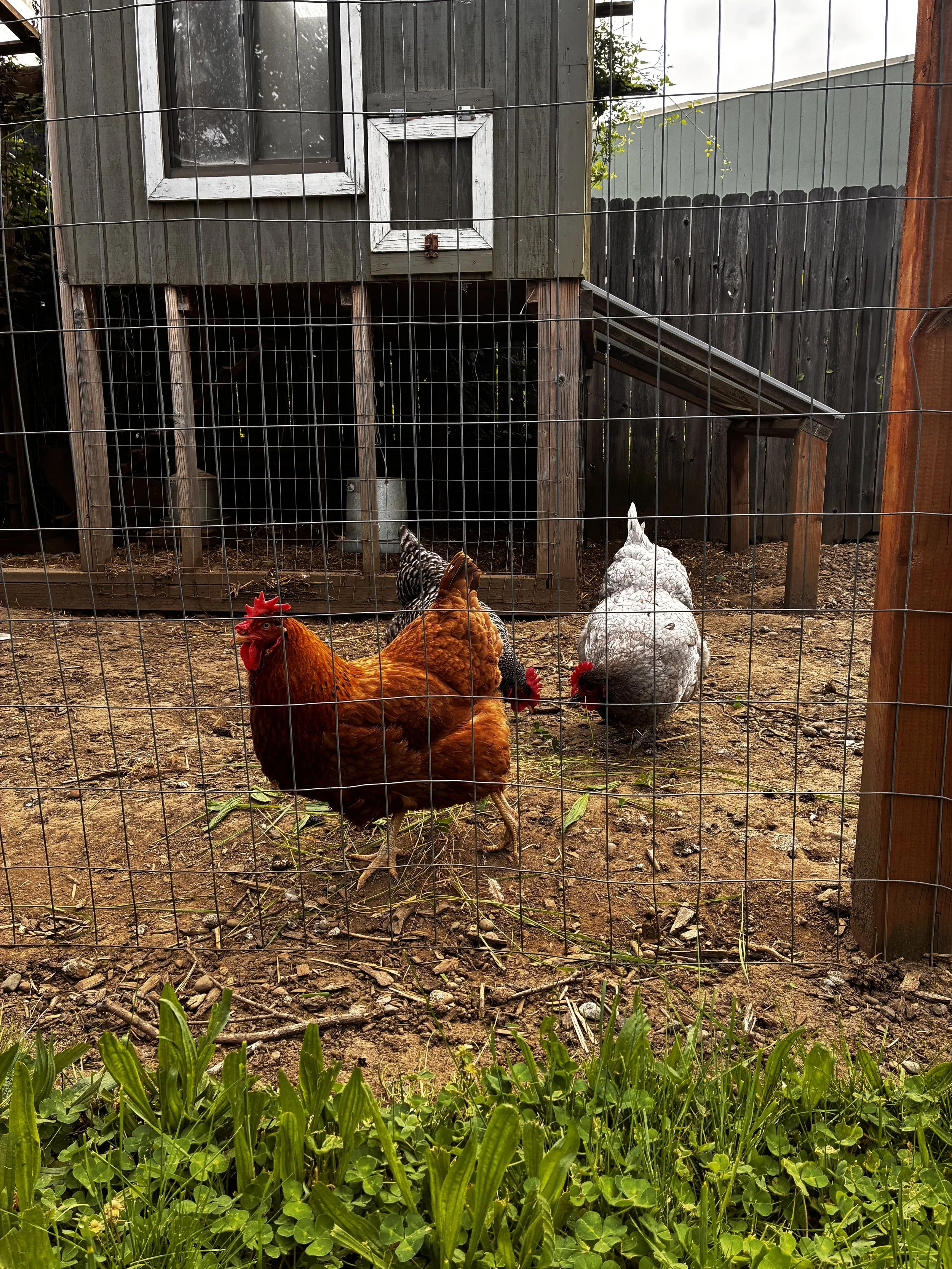 Two chickens from the coop in the backyard of Lauren Whitelaw, PsyD's office.