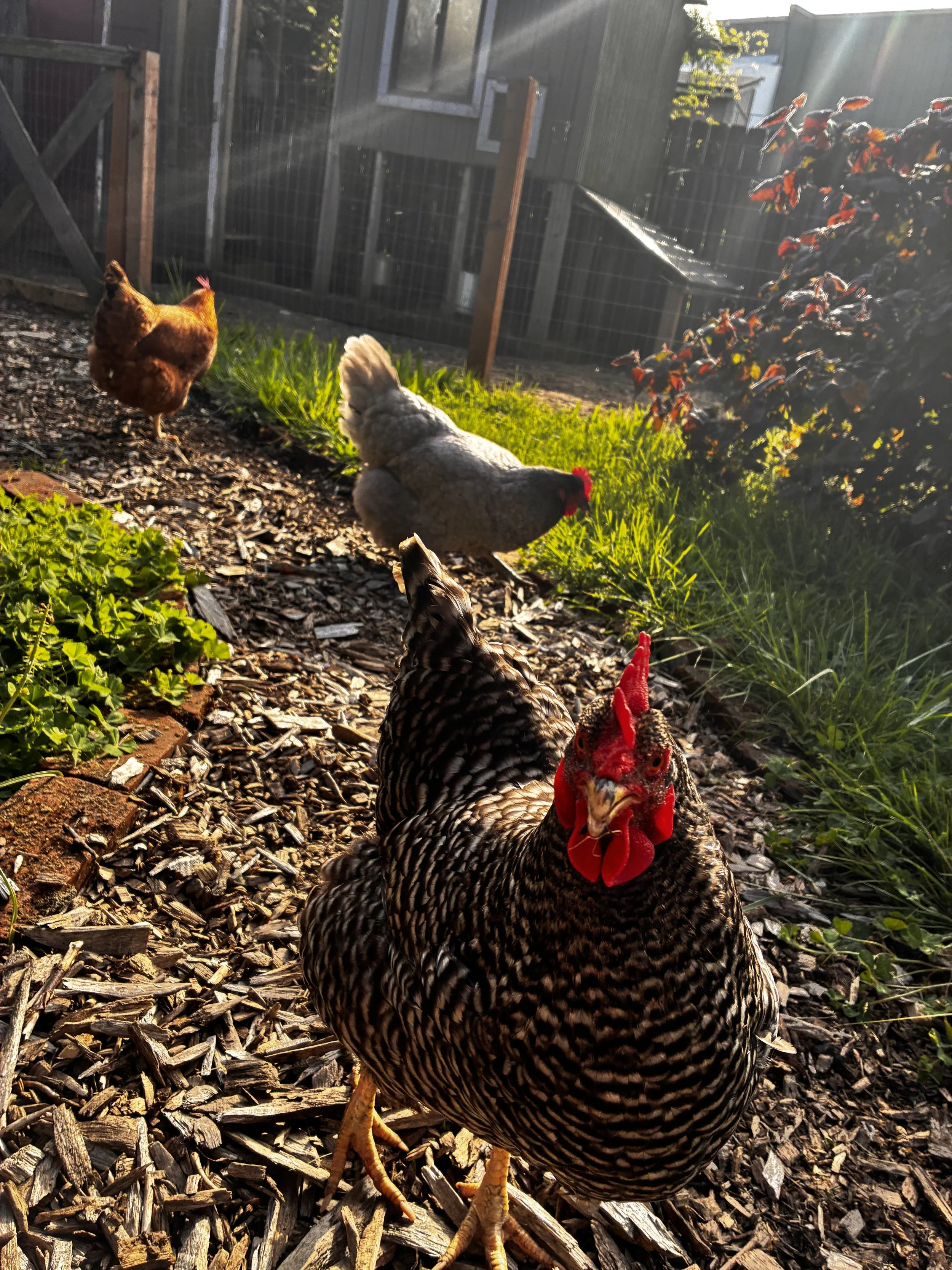 Three chickens from the coop in the backyard of Lauren Whitelaw, PsyD's office.