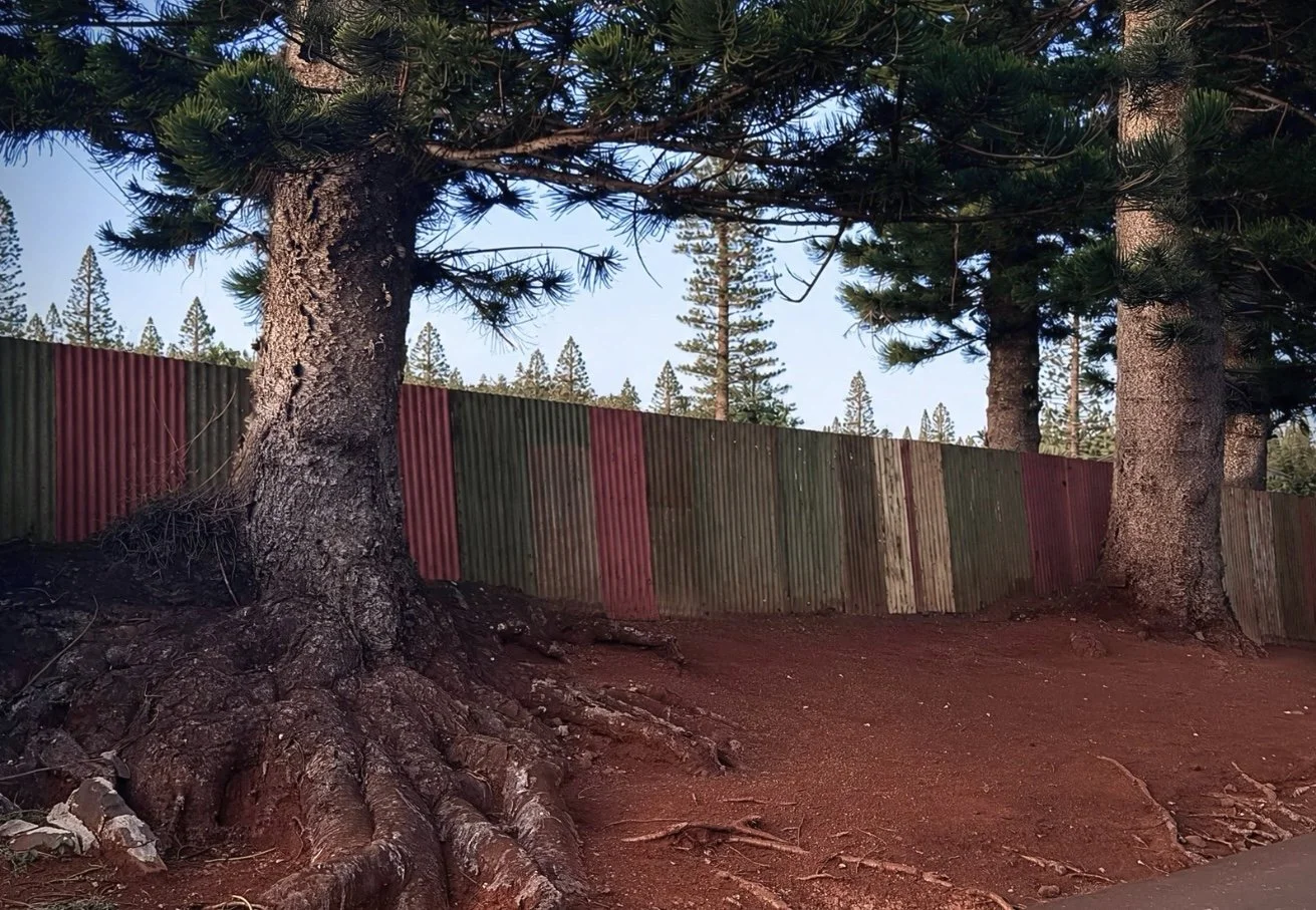 Between Pines | August 2026 Issue