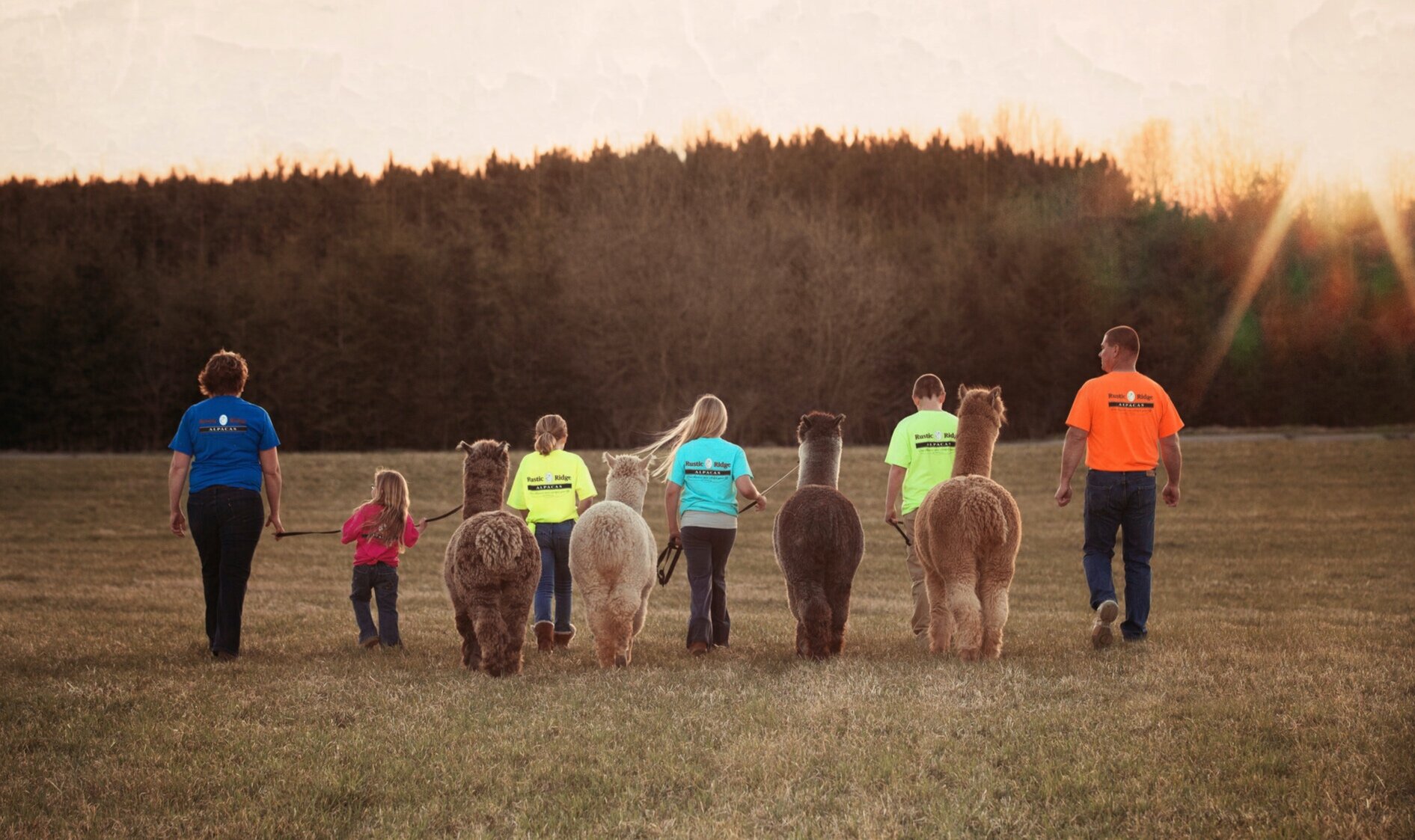 Fall+Alpaca+Business+Branding.jpg