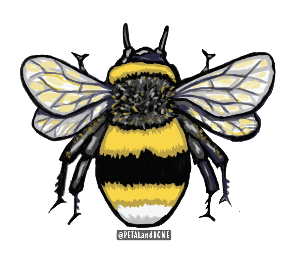 bee.png