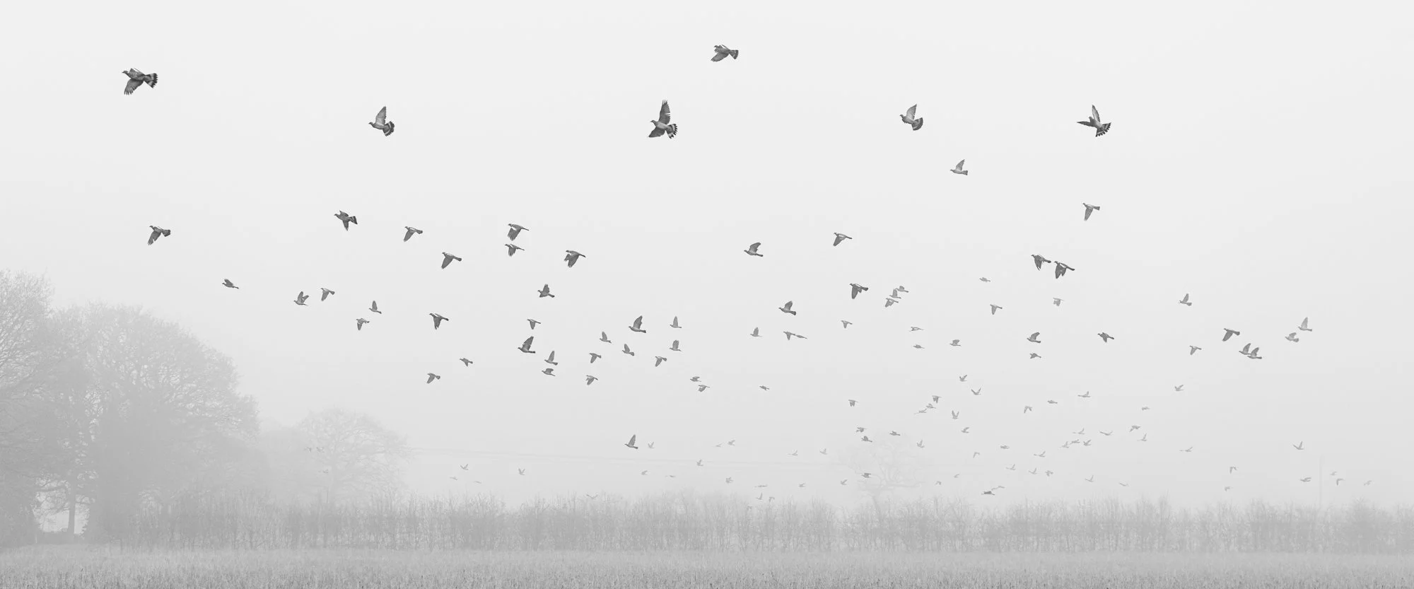 Feathers in the fog