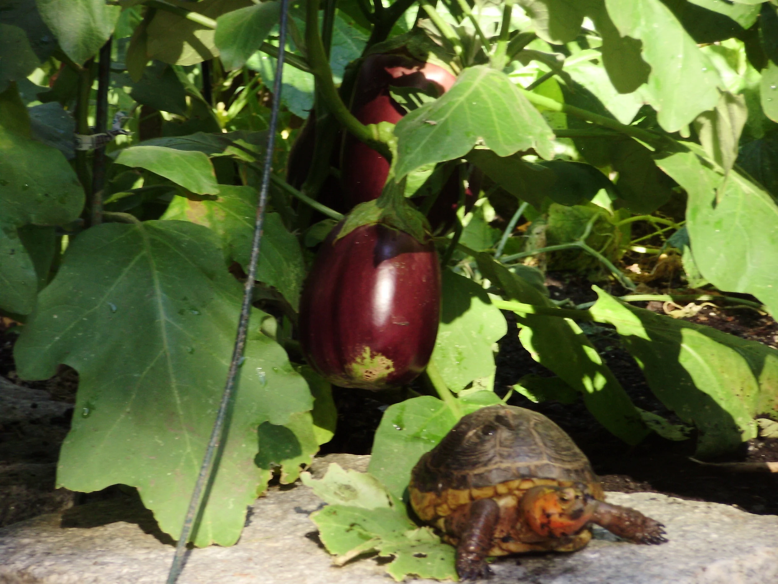 ttl w eggplant.jpg