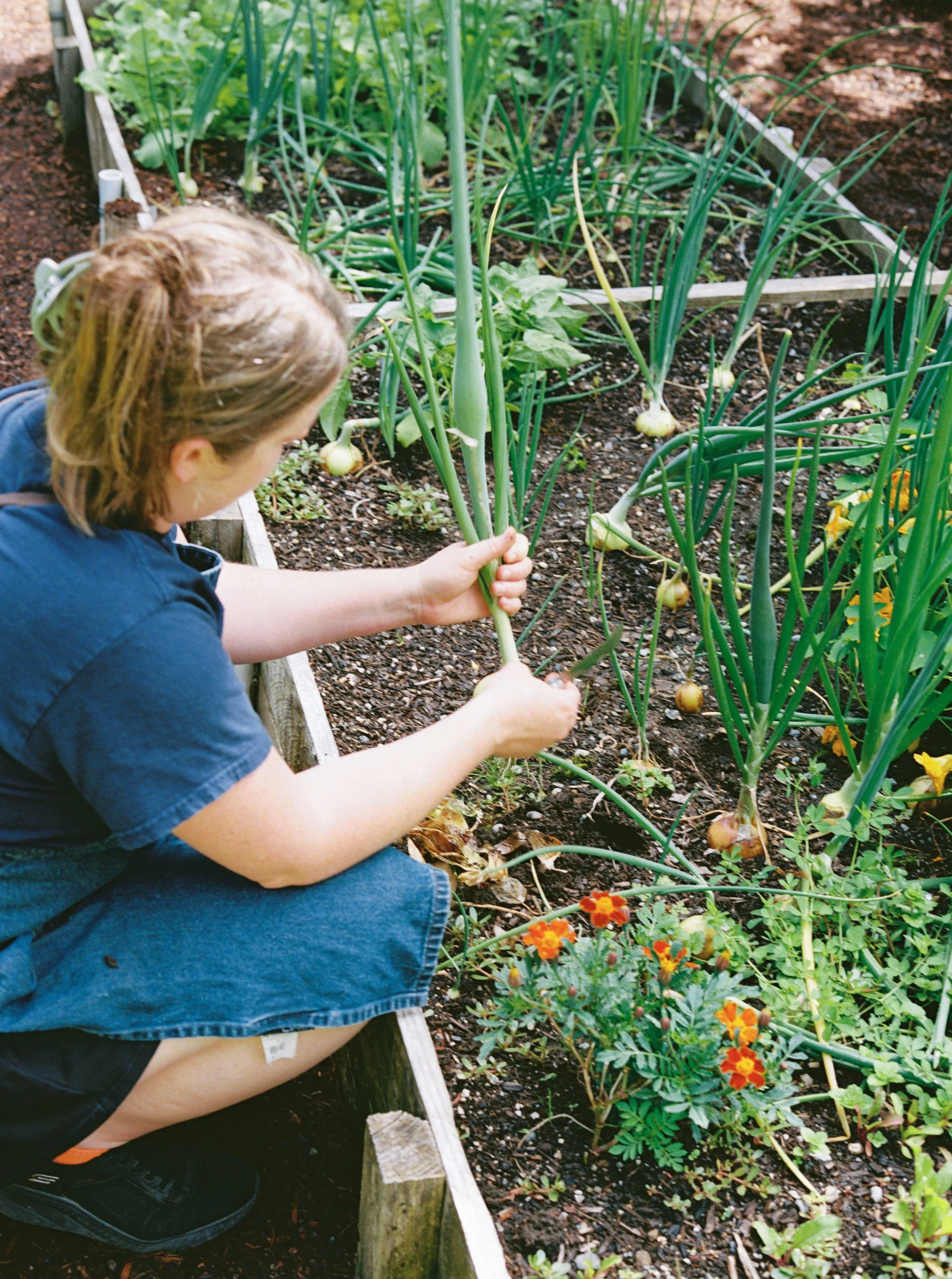 Harvesting Vegetables at the Table Culinary Retreat