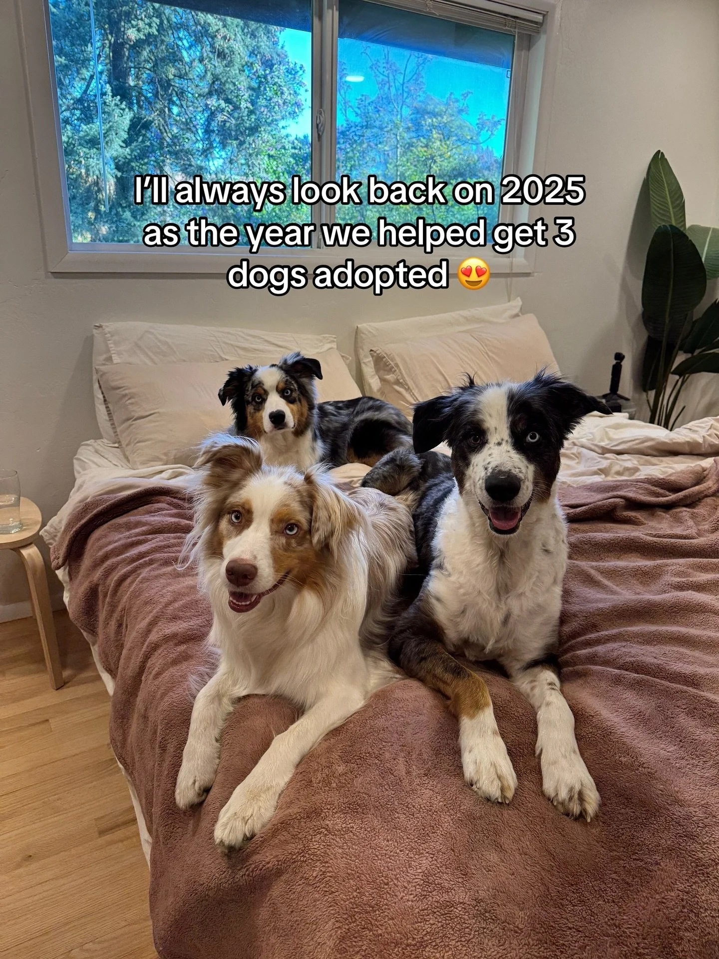 Can&rsquo;t even really believe we lived with 3 dogs for 4 months this year 😮🥹 It truly felt like the biggest honor and I&rsquo;m so happy we took the plunge. 

I volunteer with @westernaussierescue and you can sign up to foster with them throughou