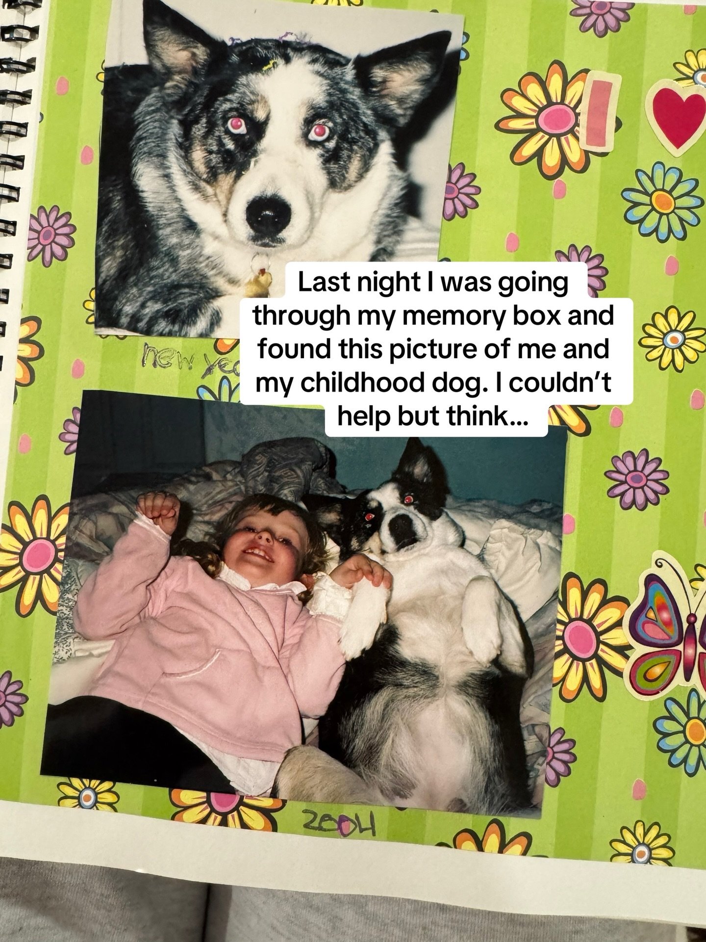 Taking away my anxiety since I was 4 🥹❤️ 

#dogmom #australianshepherd #heelermix