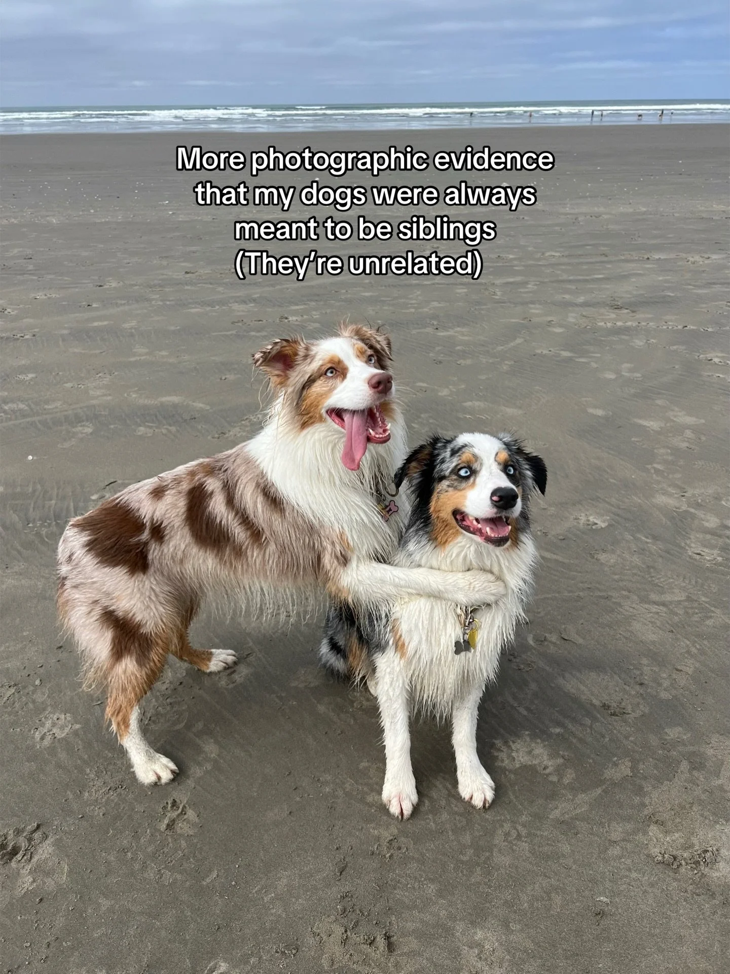 might be a lil harder having 2 dogs but I can&rsquo;t imagine just having one 😭 #besties #australianshepherds #siblings