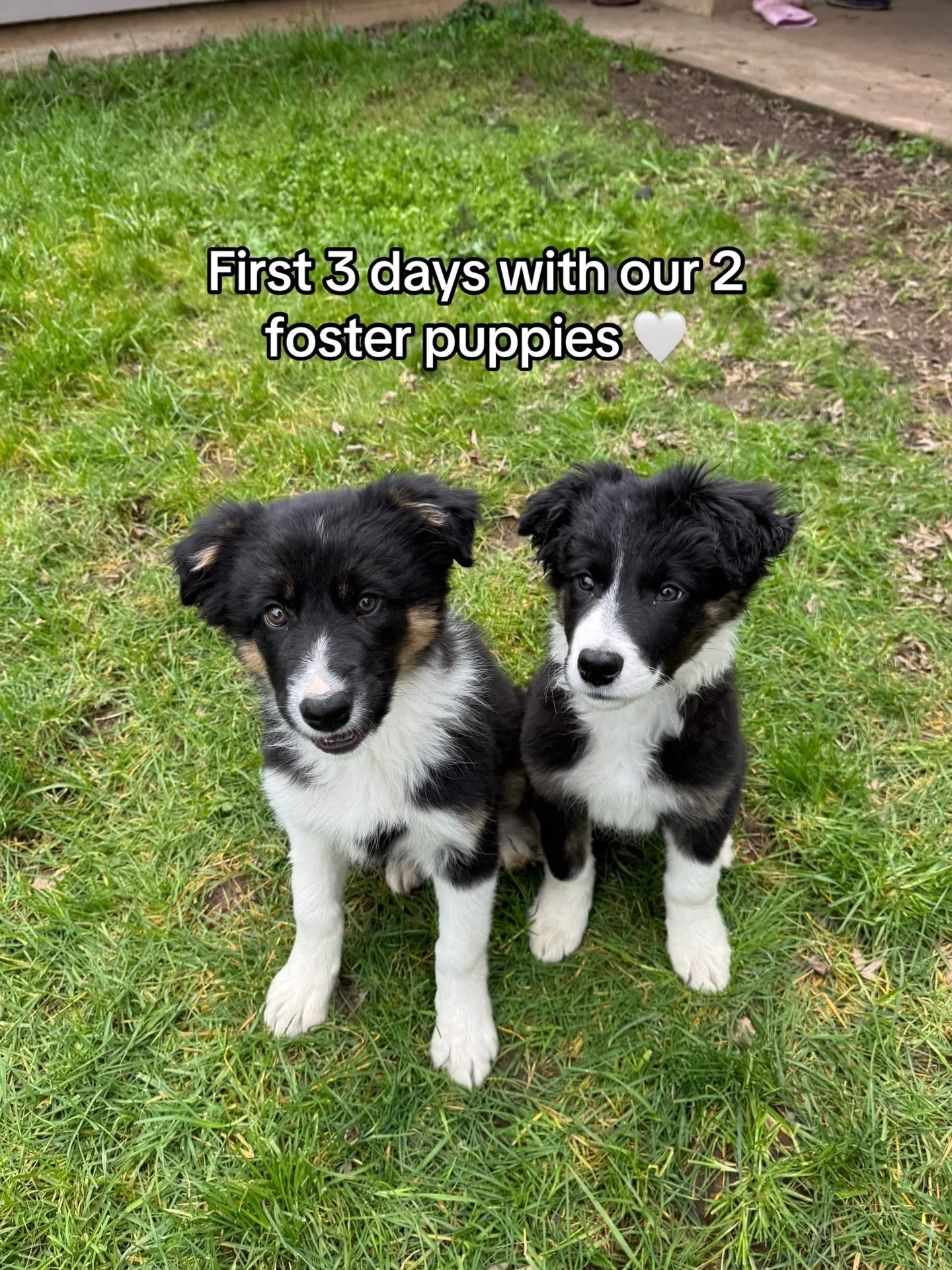 First 3 days with our 9 week old foster puppies 🤍 

Quite obsessed with these little cuties!! One of the best things I&rsquo;ve ever said yes to! 🥹🫶🏼 

@westernaussierescue 

#fostering #fosterpuppy #fosterpuppies