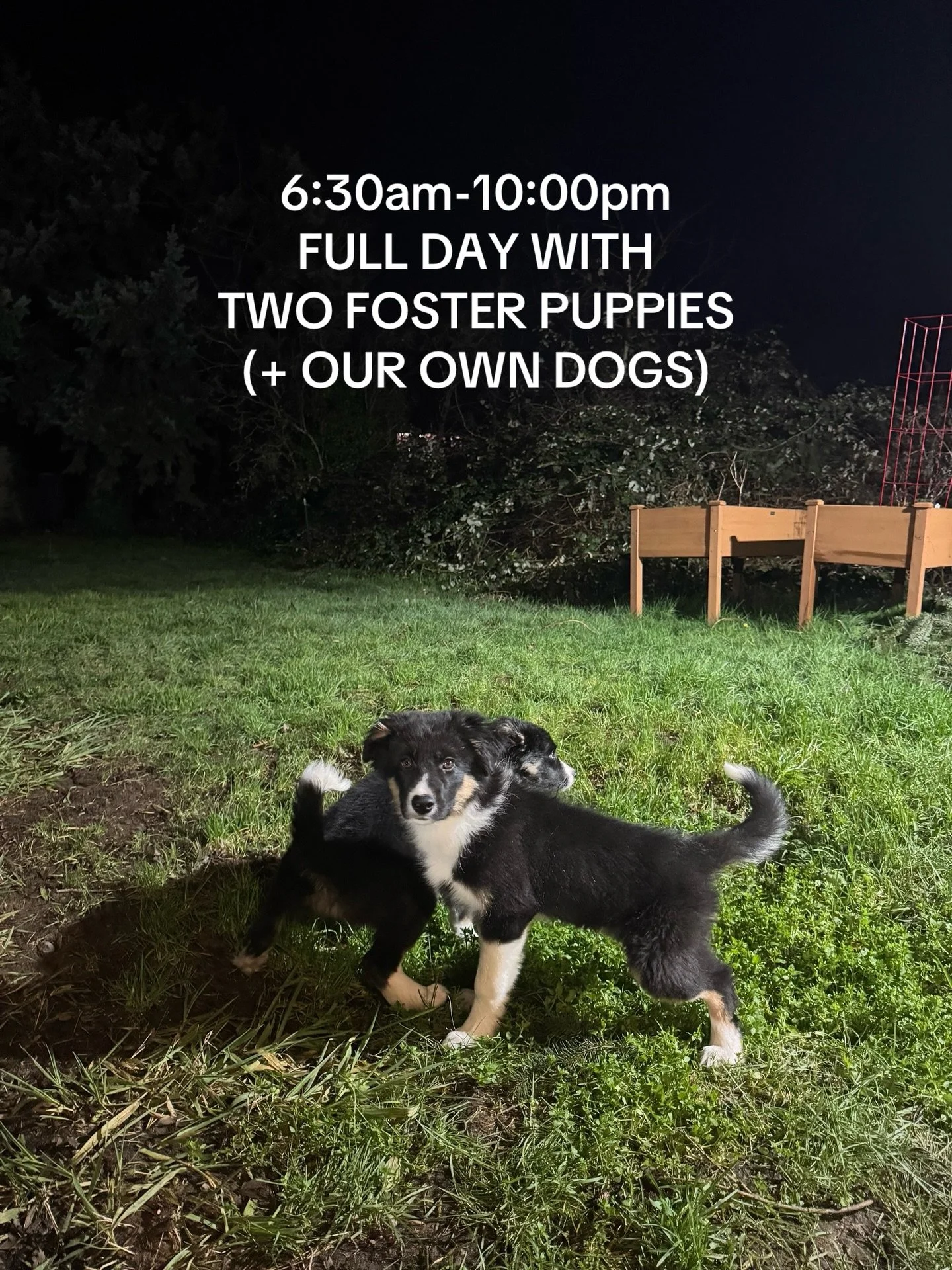 Potty, play, train, potty, crate, repeat 🔂 

Posted a more in detail day in my life on our stories yesterday in case you missed it! Might possibly be my last weekend with the puppies if all goes well with applicants and adoption meetings this week ?