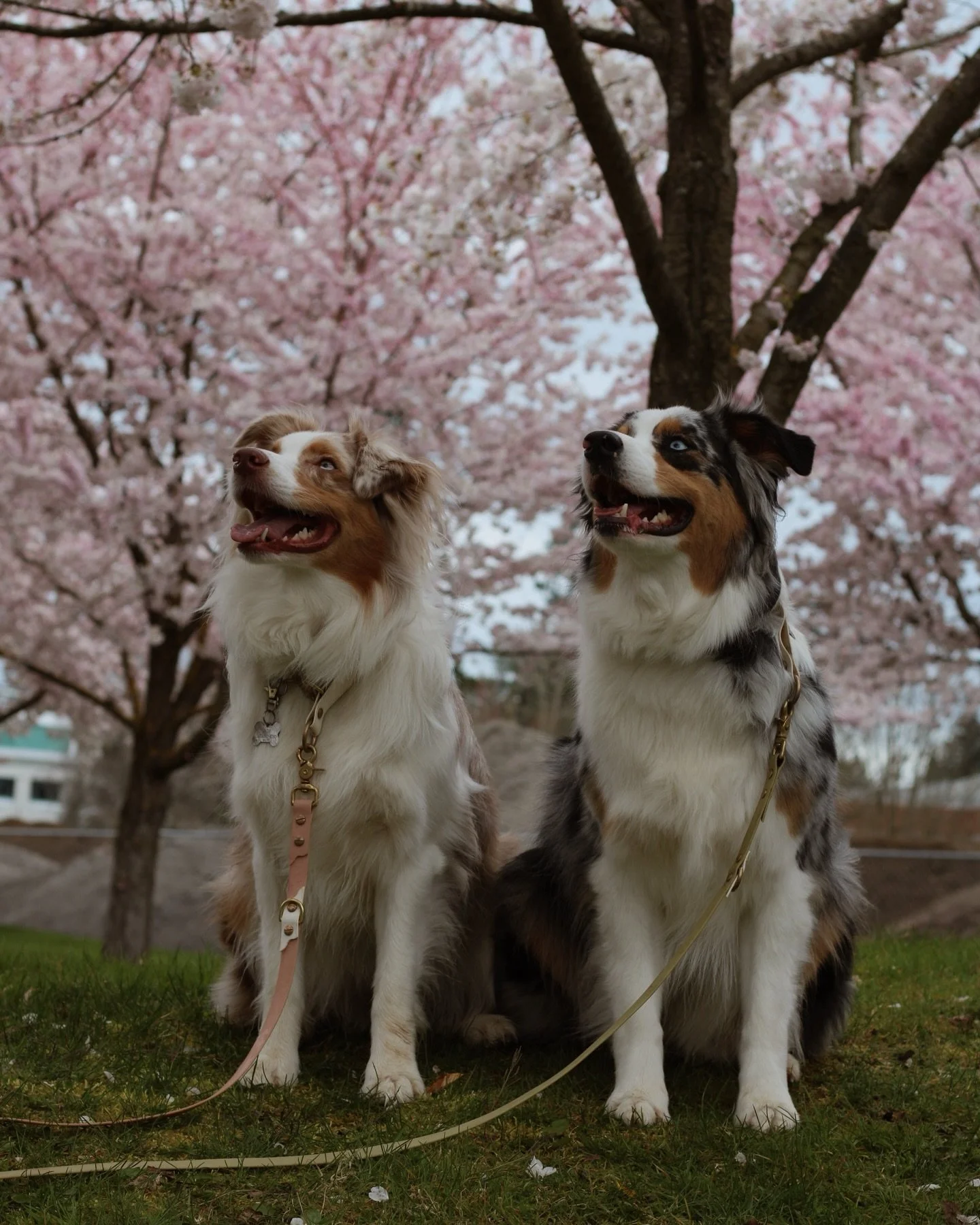 the most whimsical season 💫🌷

worth the allergies 🤧