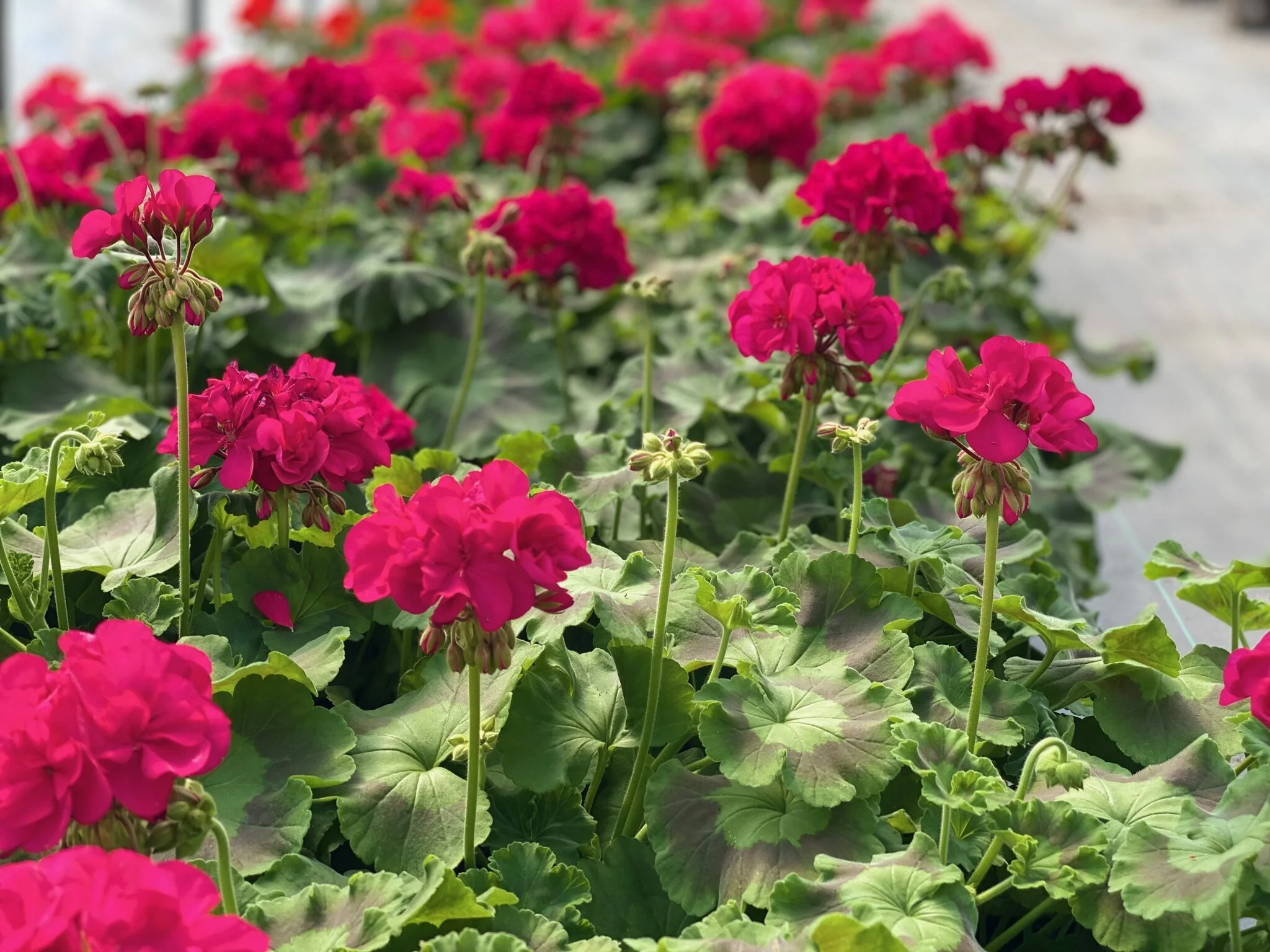 Geraniums