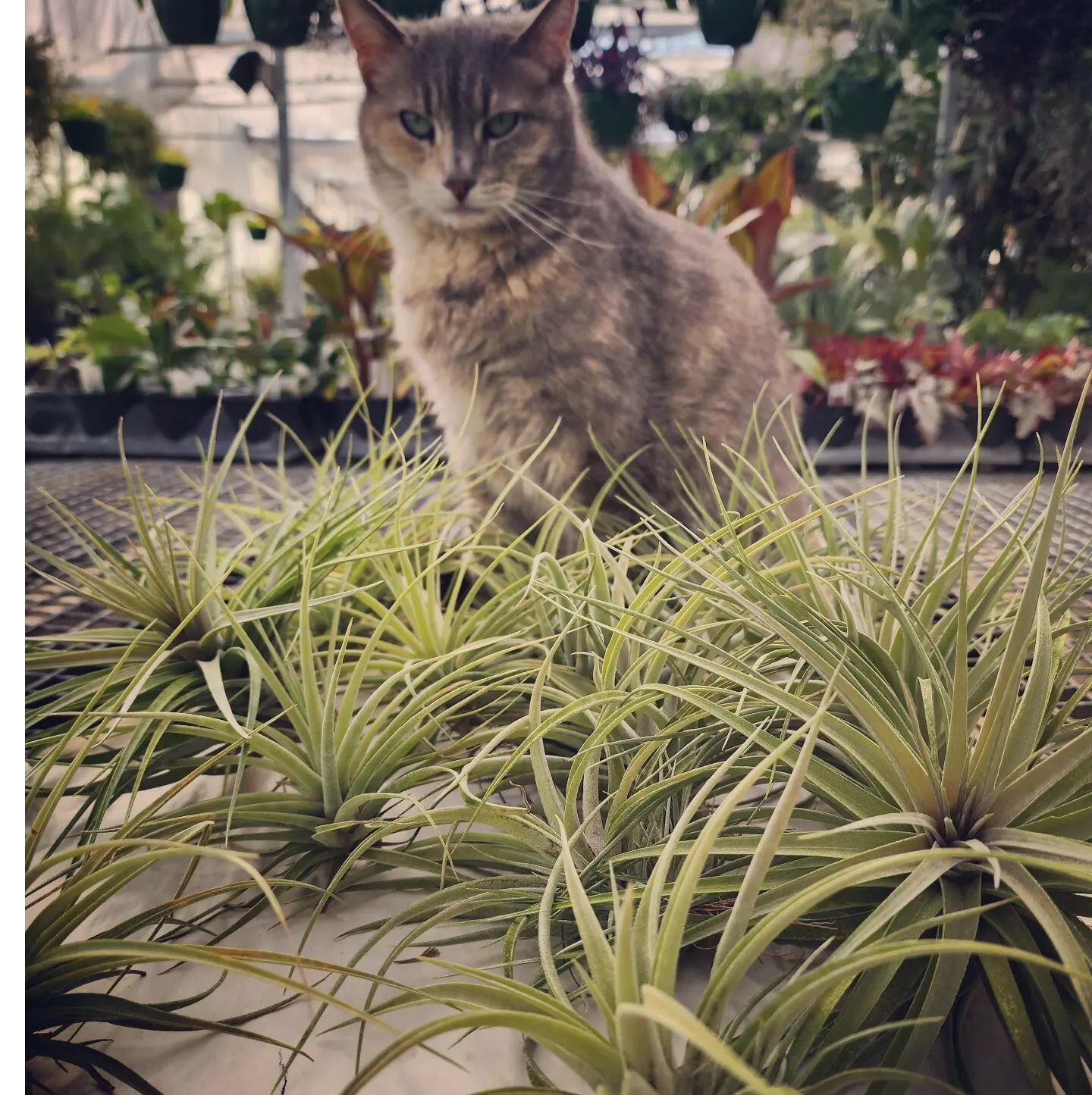 Hope said she'll keep a good eye on the Air Plants until ya'll get a chance to stop by and claim them!😉 We have ALL kinds of fun plants available...check out our stories to see!